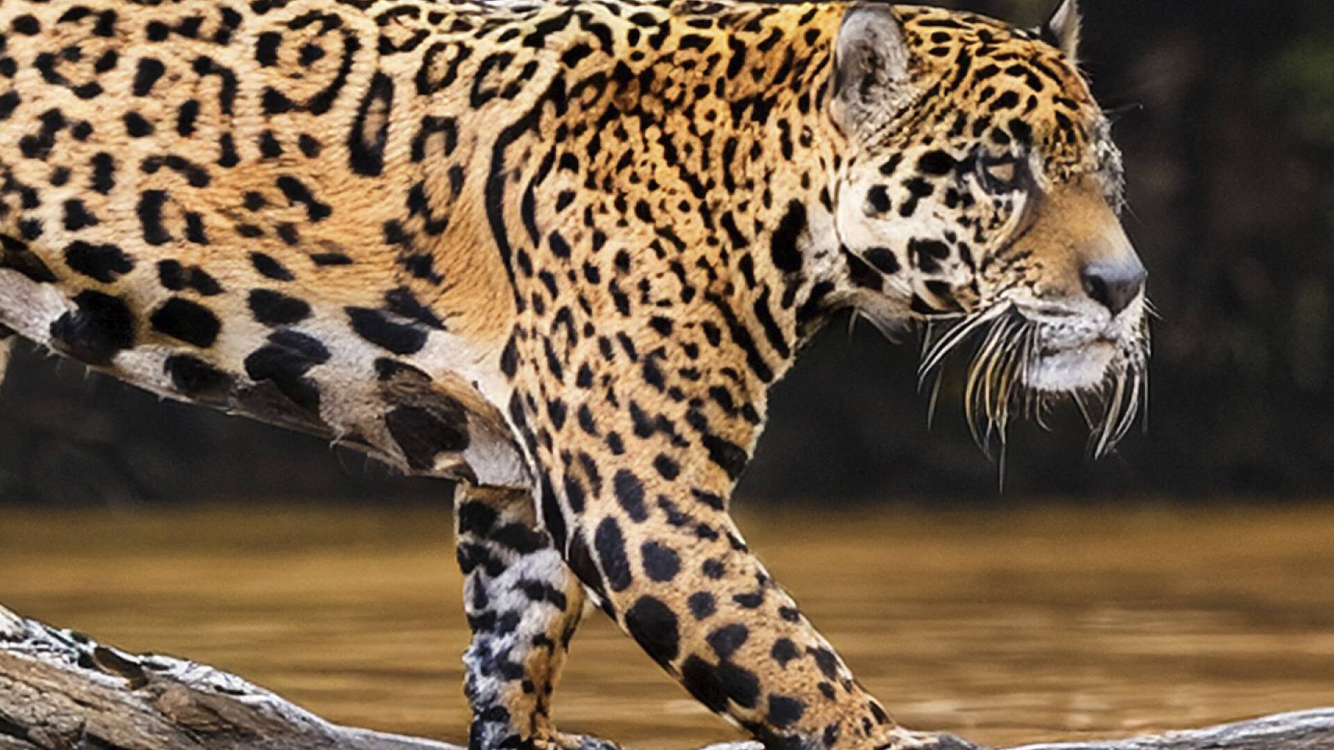 El pantanal, dominio de la Onca Pintada II