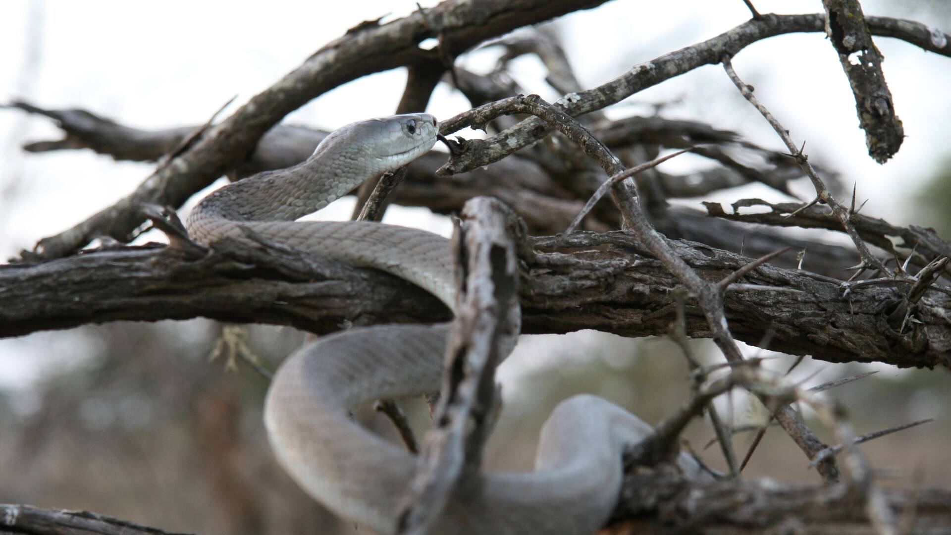 La mamba negra: un problema letal