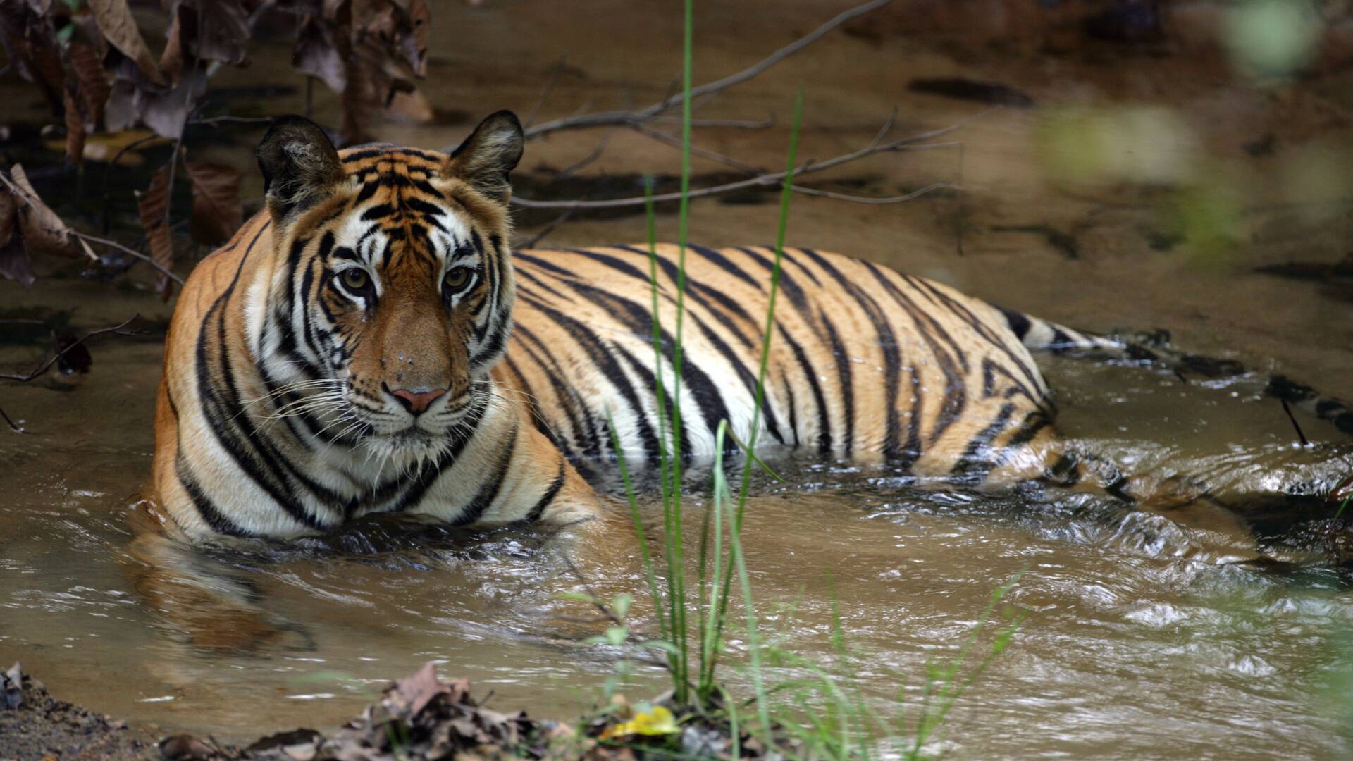 La caza del tigre