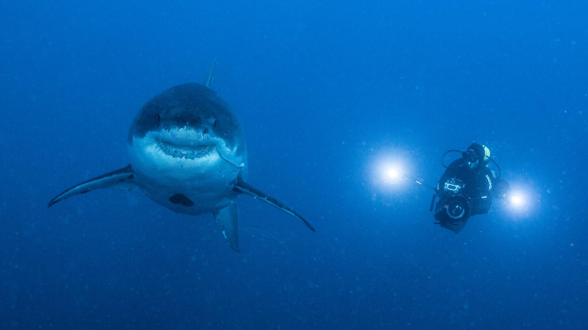 Tiburón: más allá de la mordida