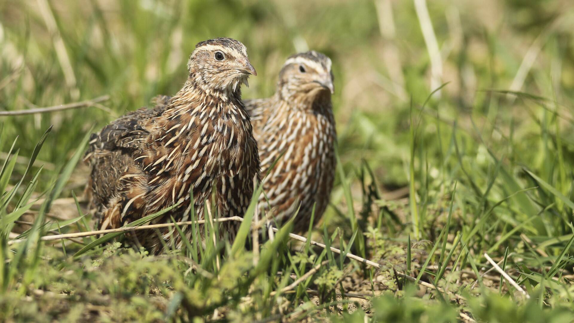Así somos: Proyecto Coturnix