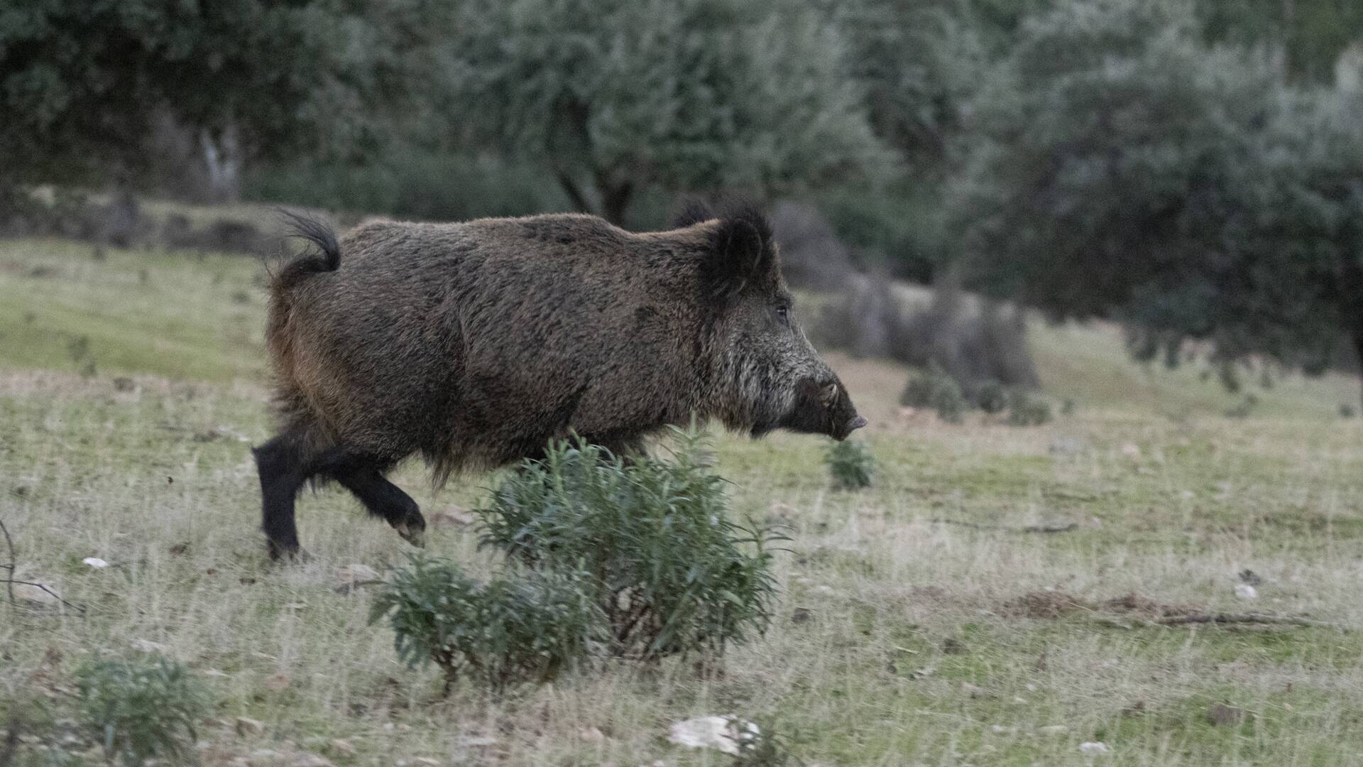 Lances monteros en La Siberia extremeña