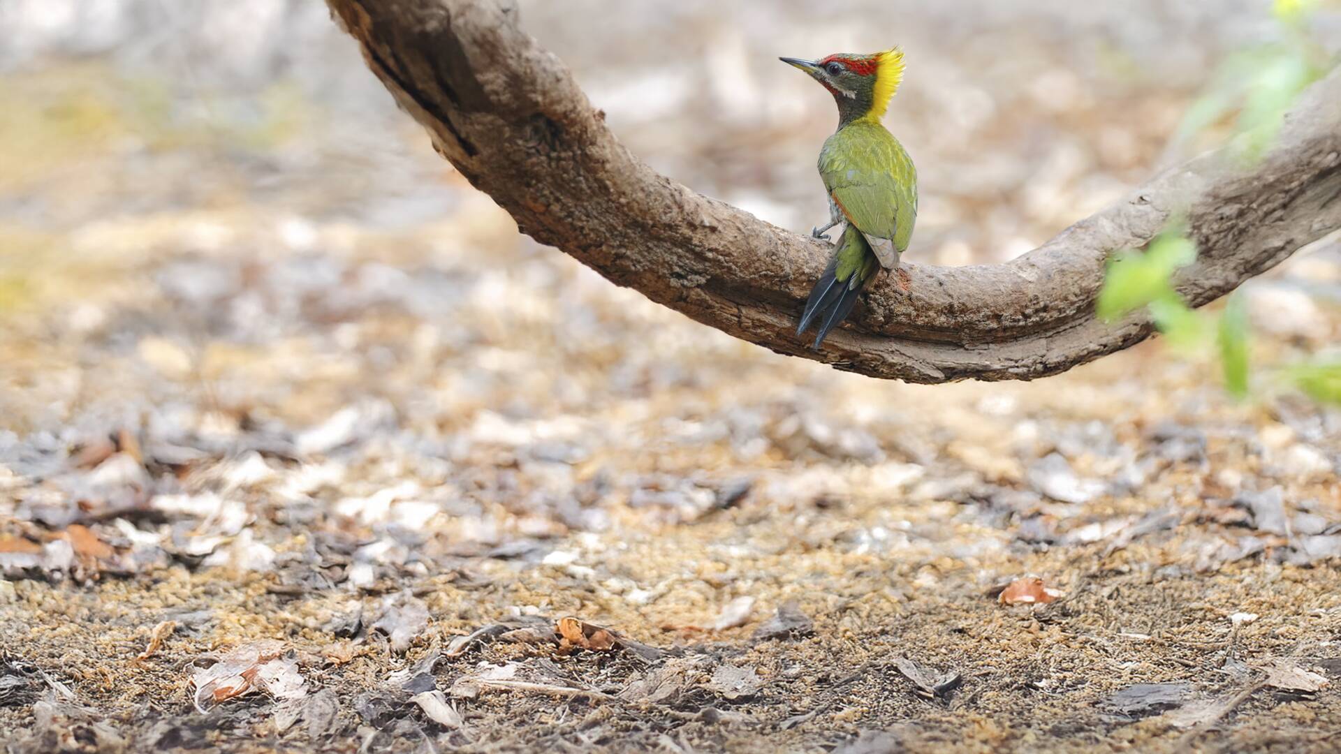 Vietnam, paraíso de las aves