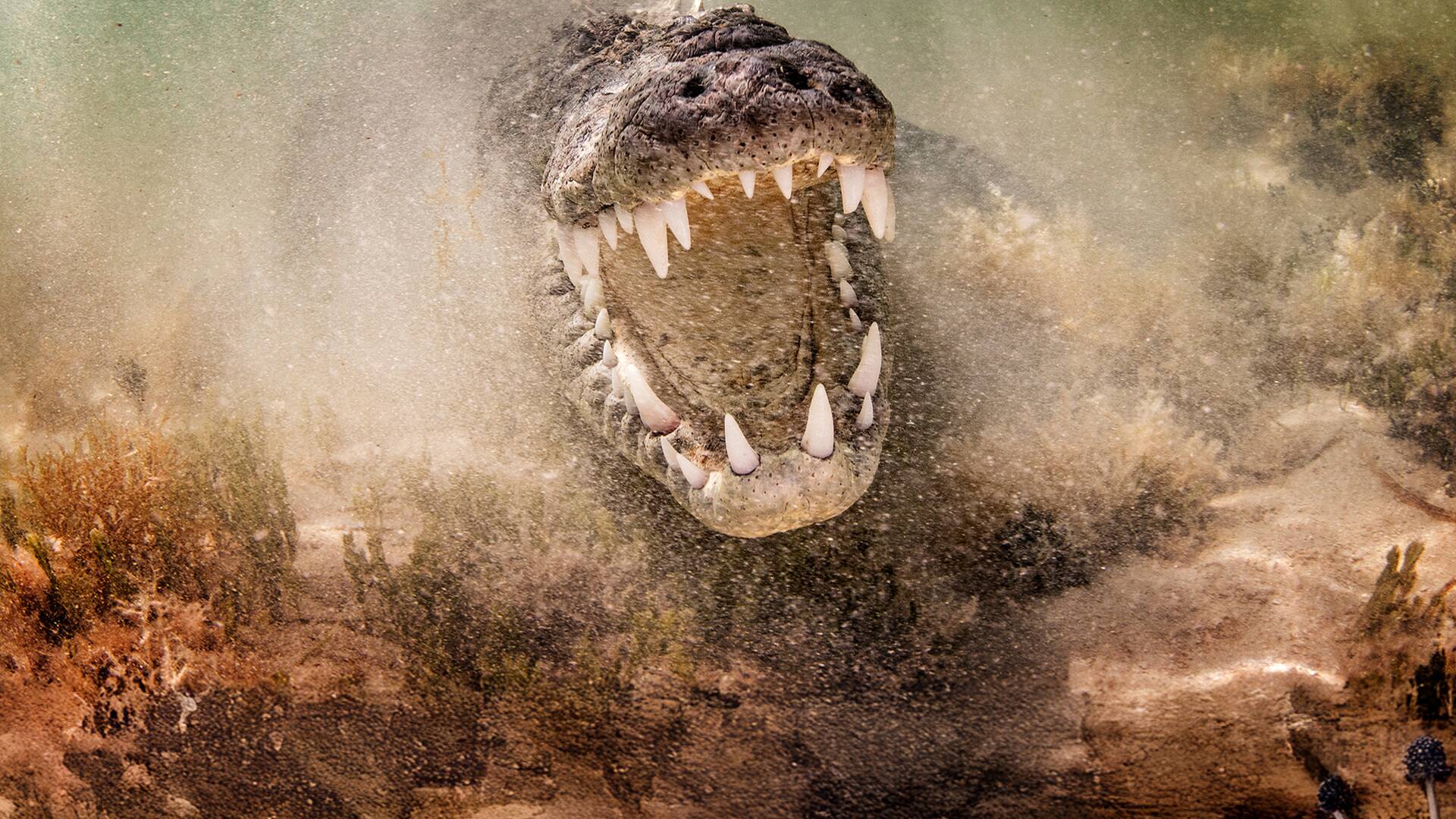 El oro de los cocodrilos