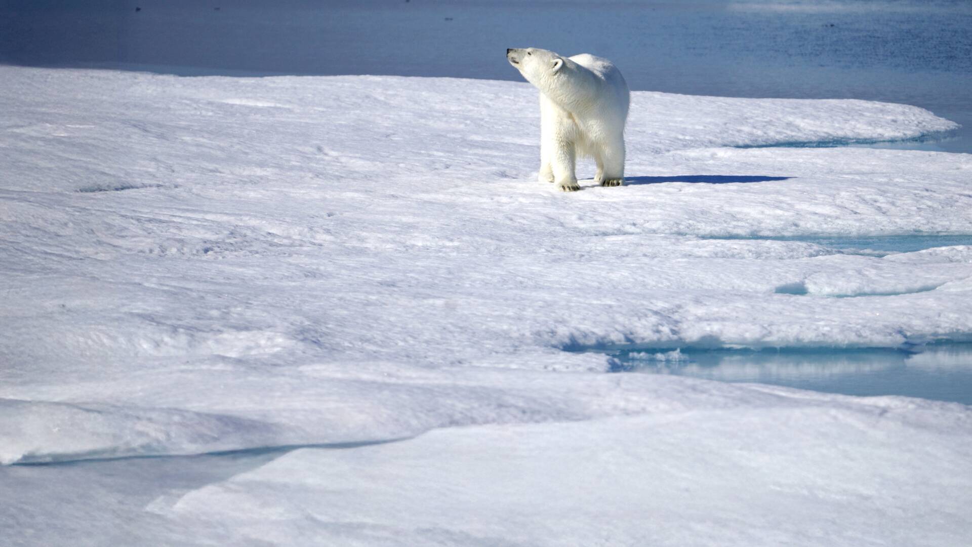 Los desafíos del Ártico: Ep.2