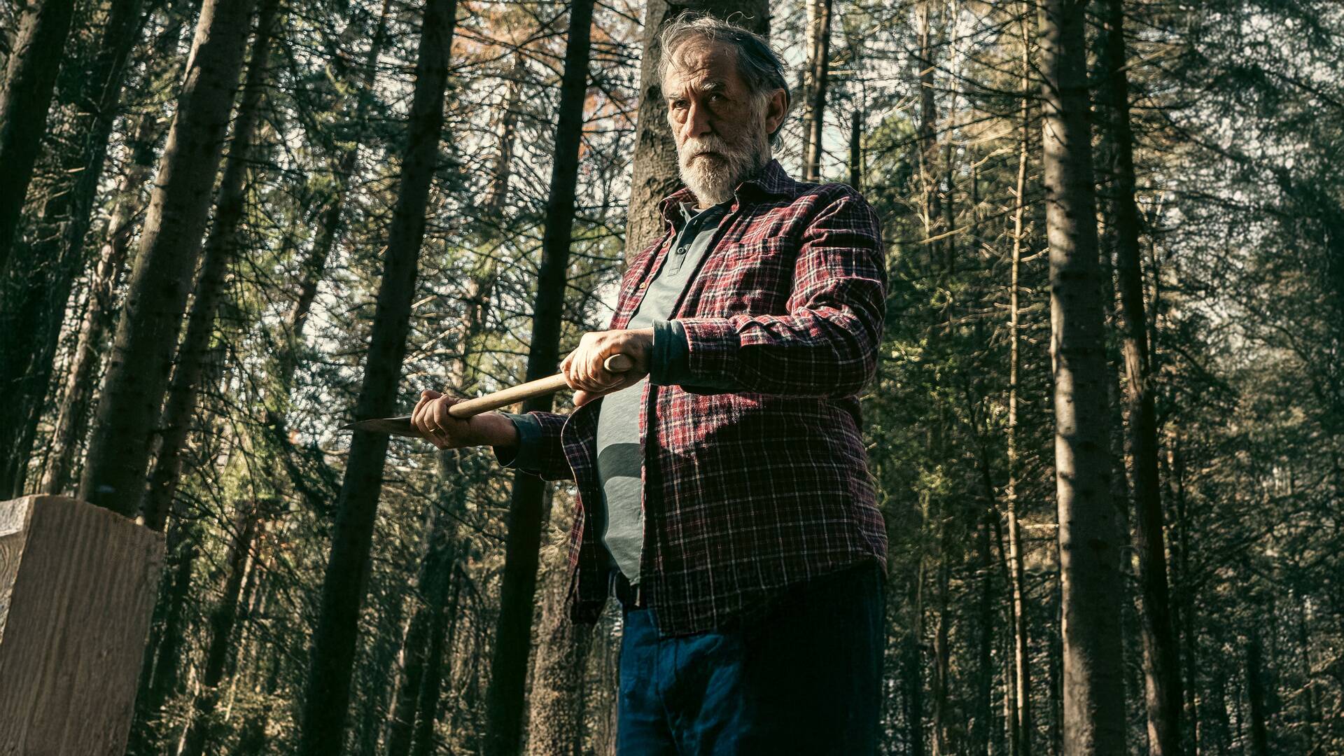 Donde se quejan los pinos