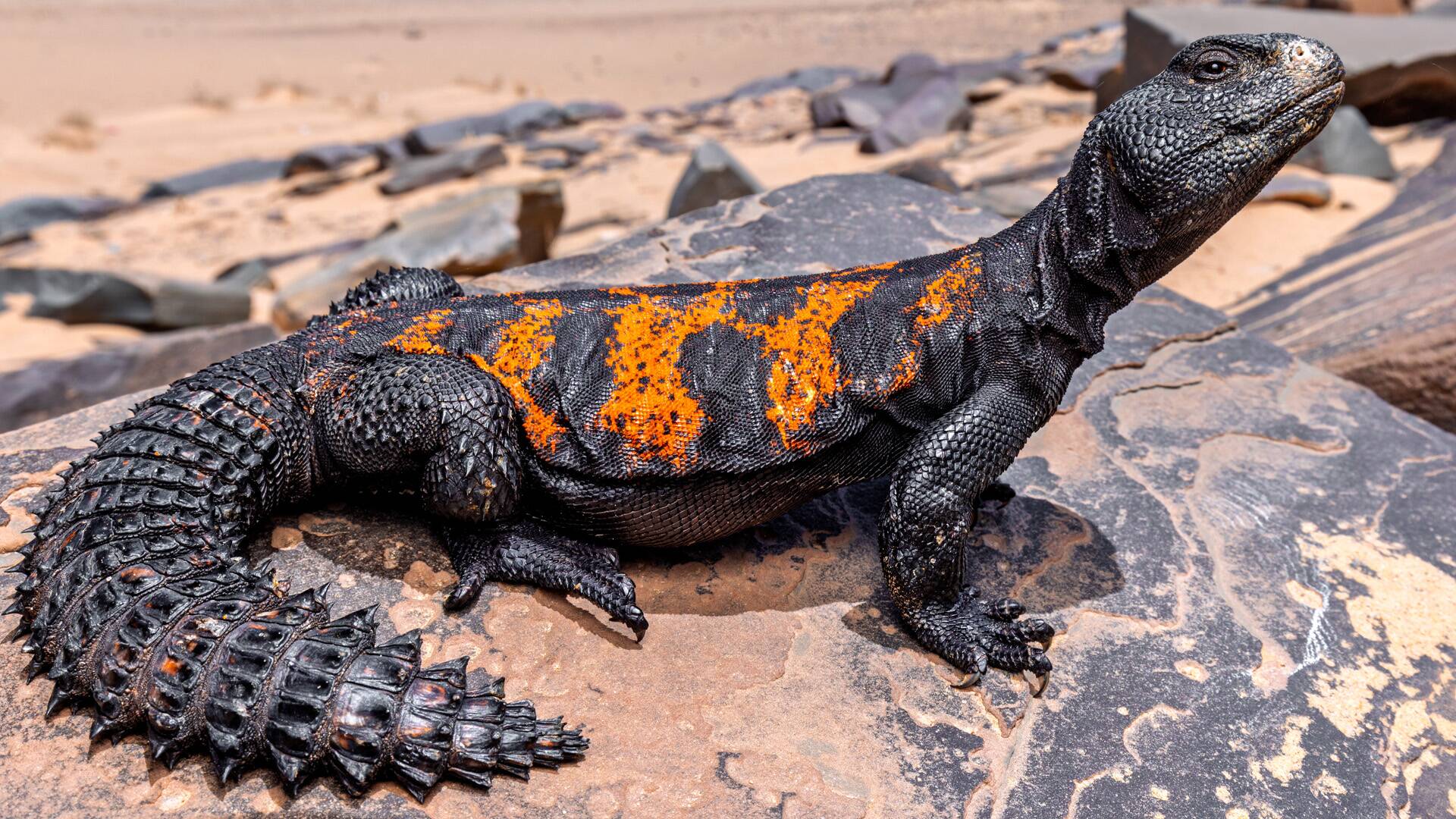 Sáhara occidental: Agua de vida y muerte