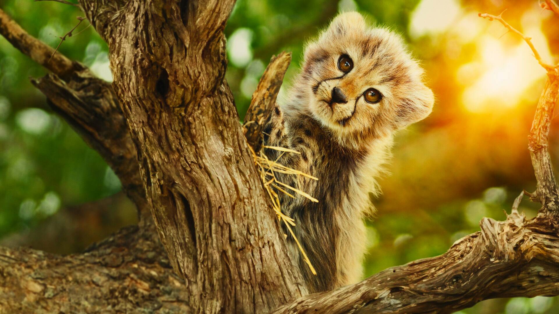 Salvajes por naturaleza