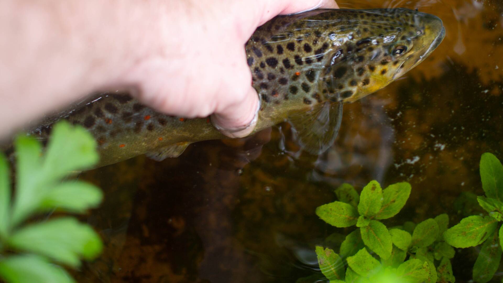 Truchas en el... (T1): Tuela