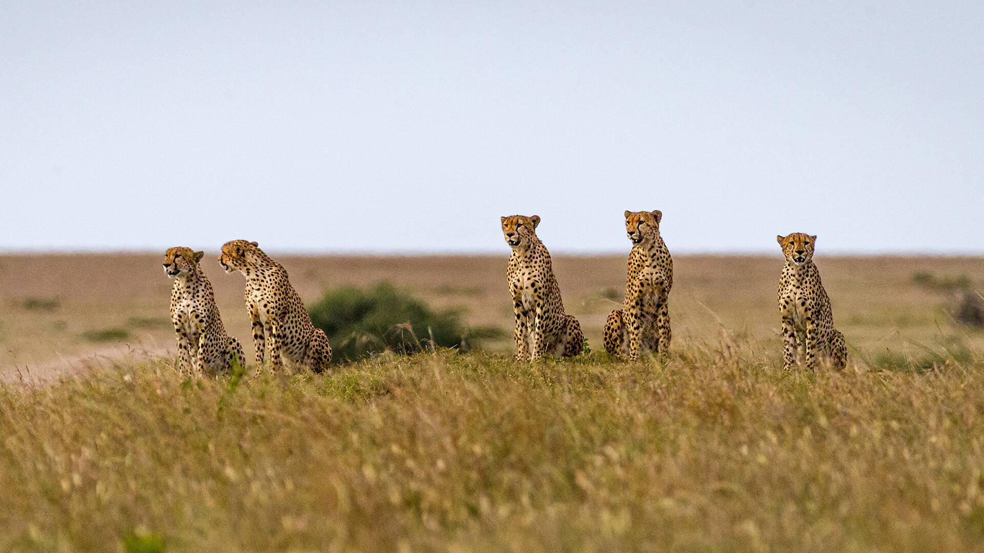 Guepardos en primer plano con Bertie Gregory