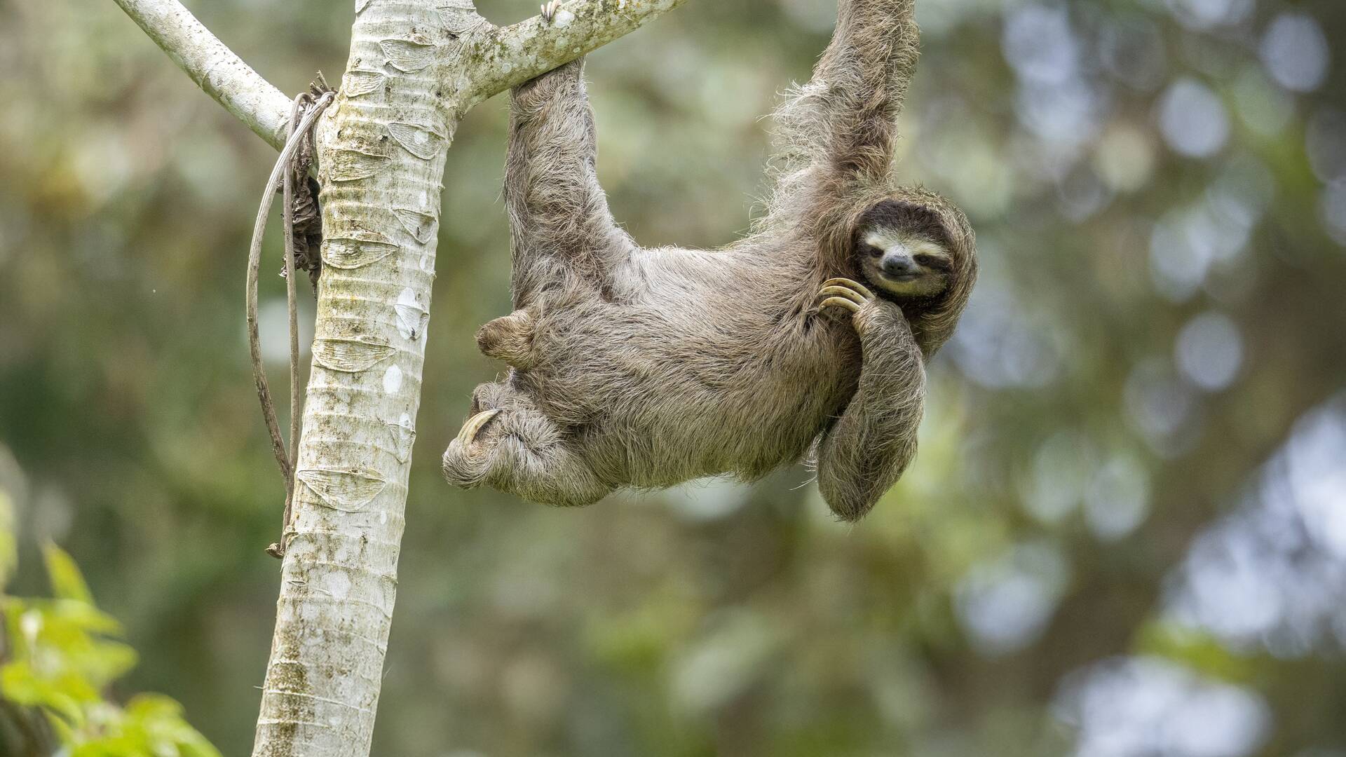 Costa Rica: Pura Vida 1