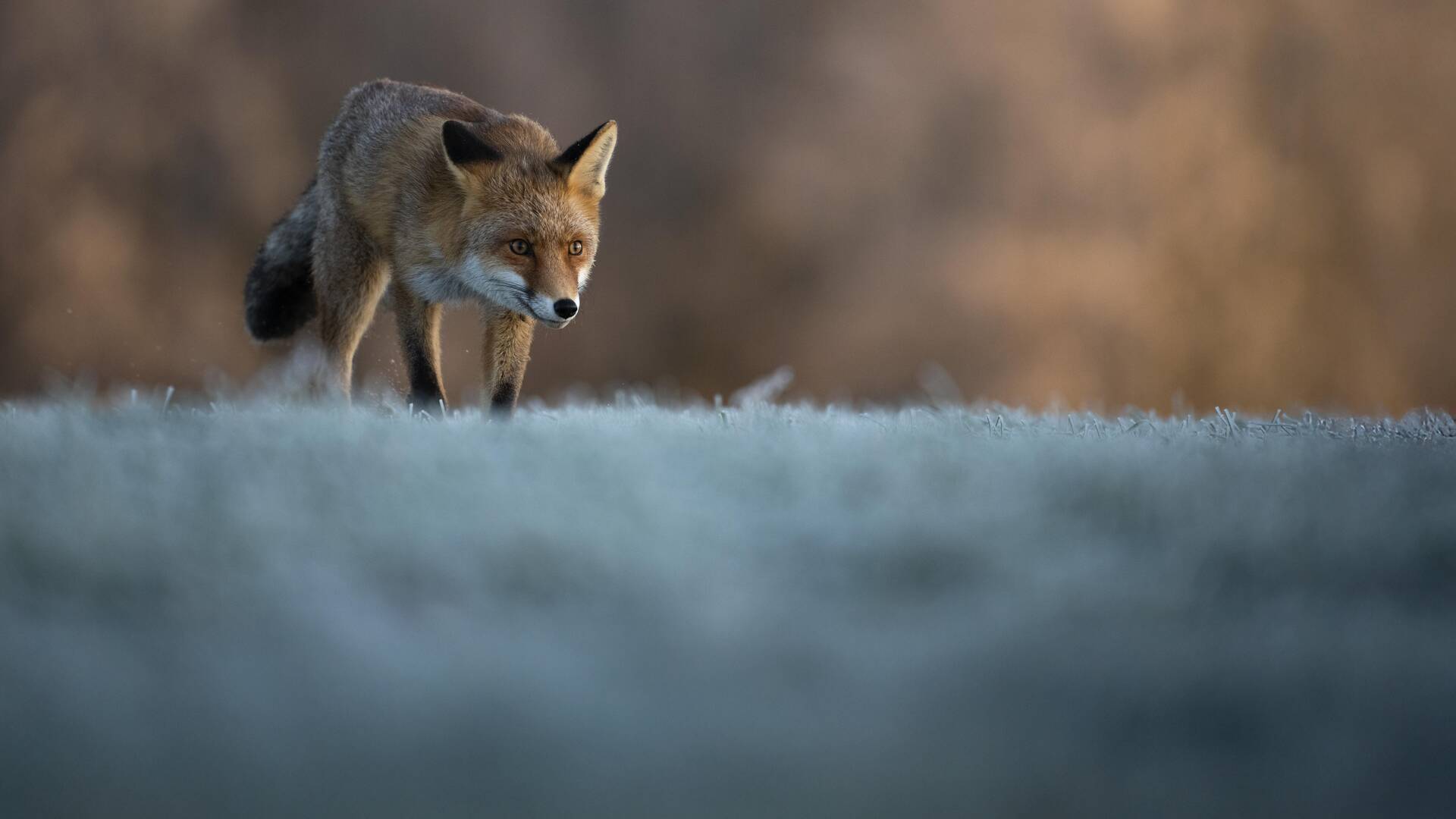 Zorros y perdices de dehesa