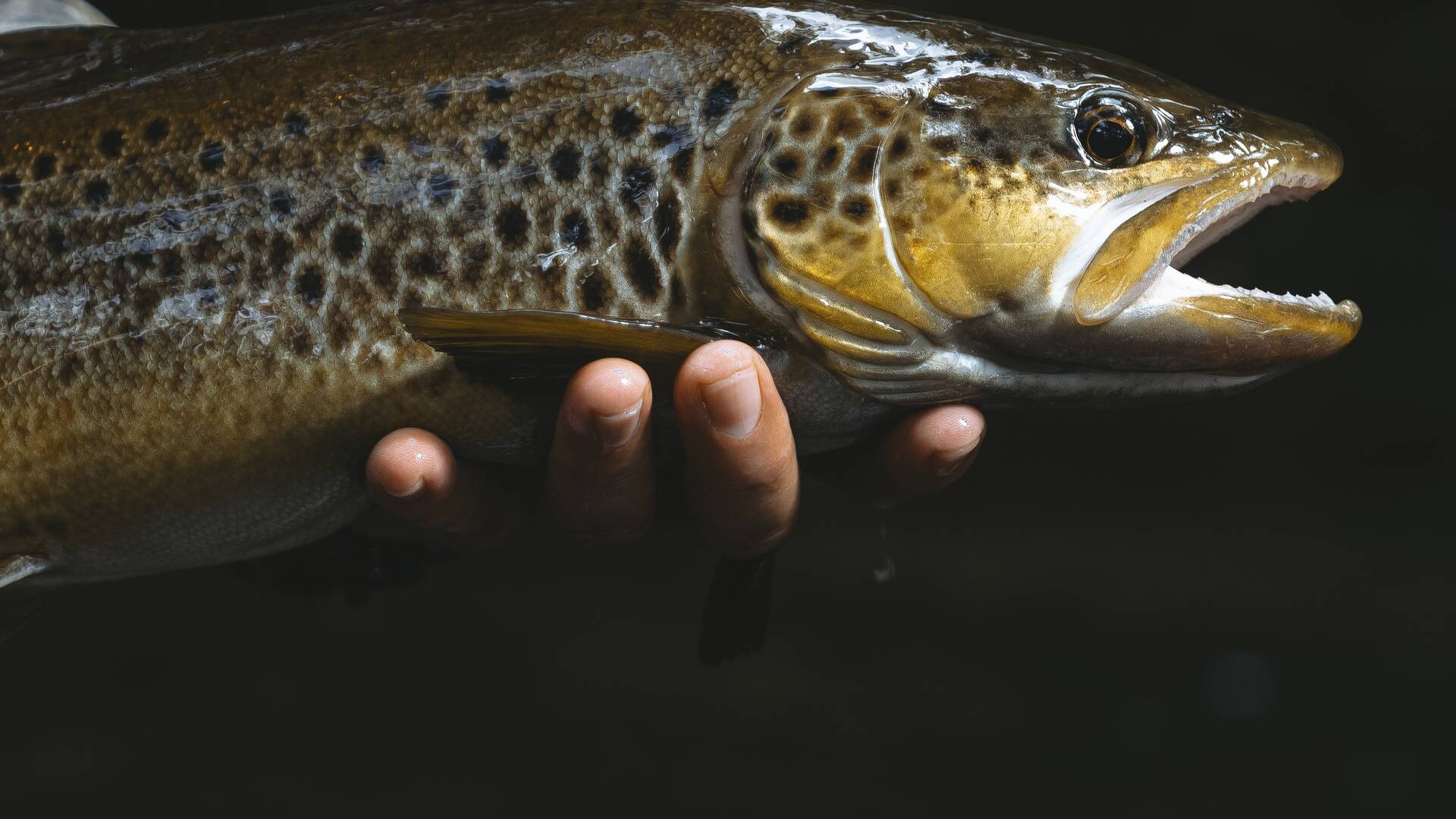 Lugo destino truchero