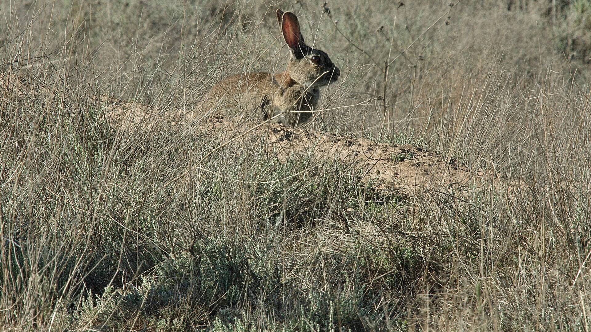 Corella, una apuesta por el futuro