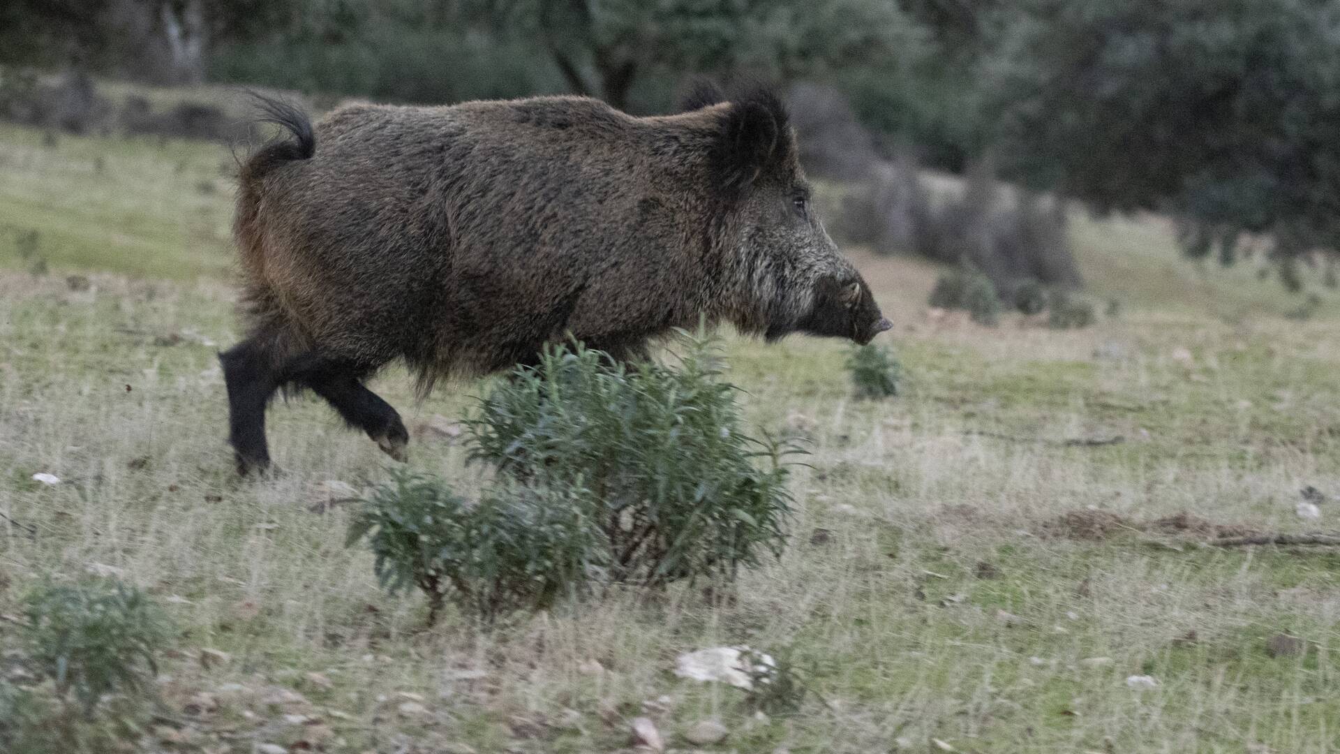 Lances monteros en La Siberia extremeña