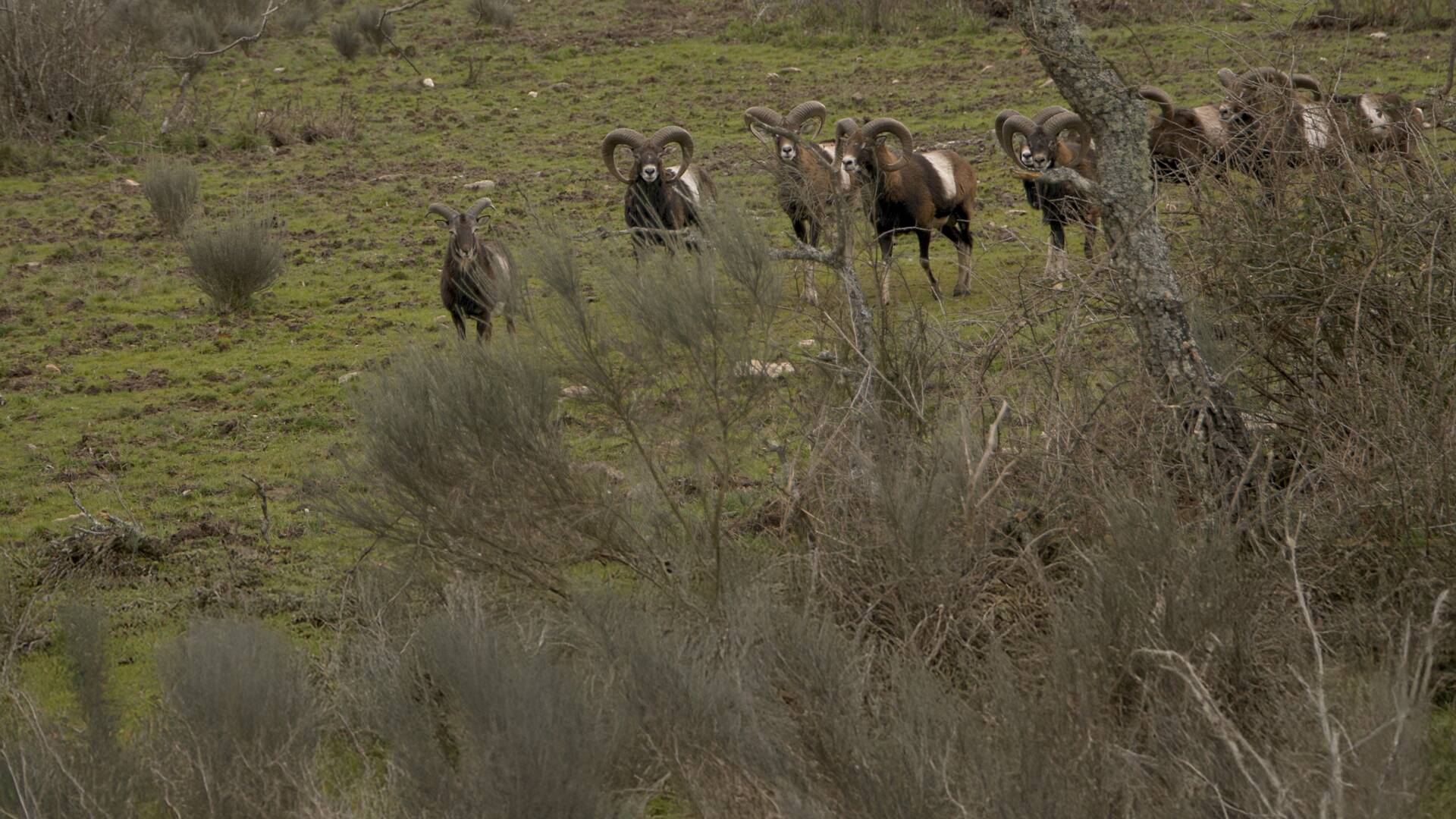 Monteando entre robles y chaparros 1º parte