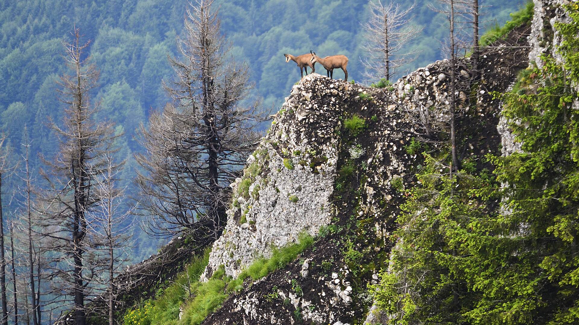De viaje: recechando en Los Cárpatos