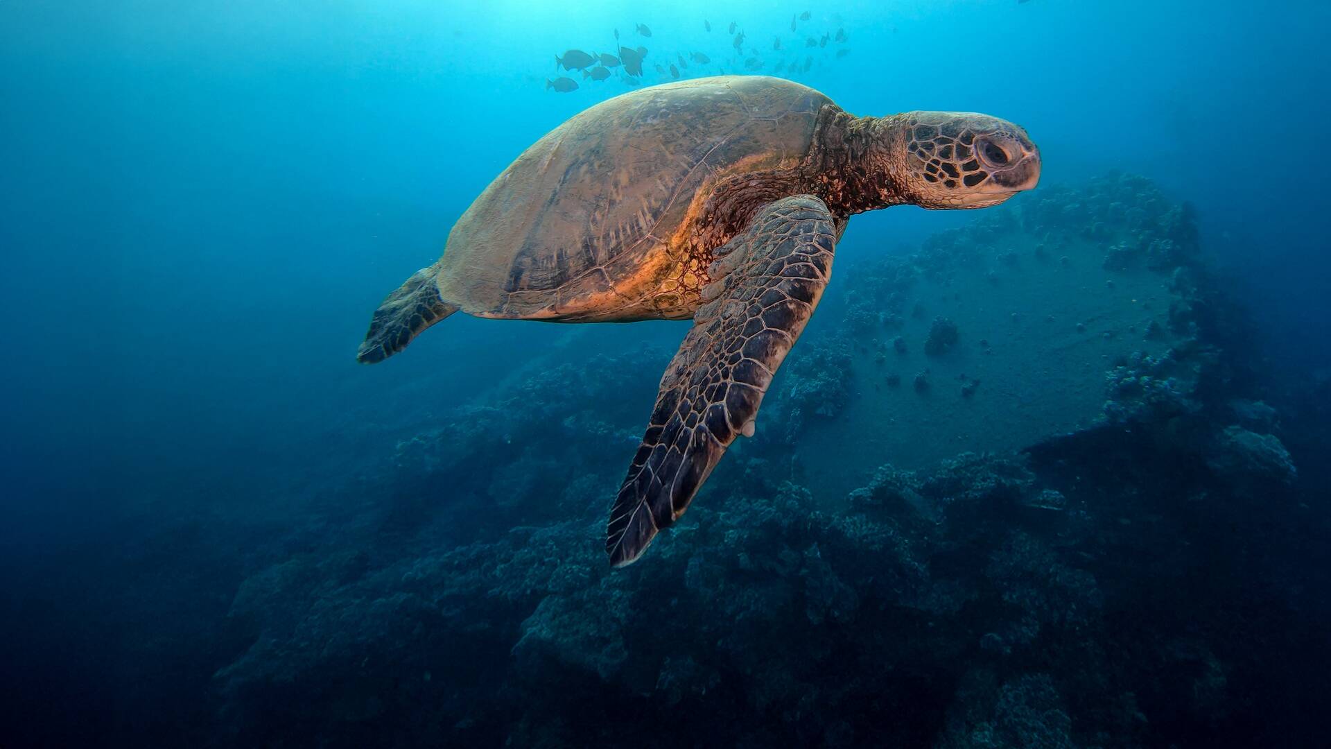 China Salvaje: Cantón: Costa