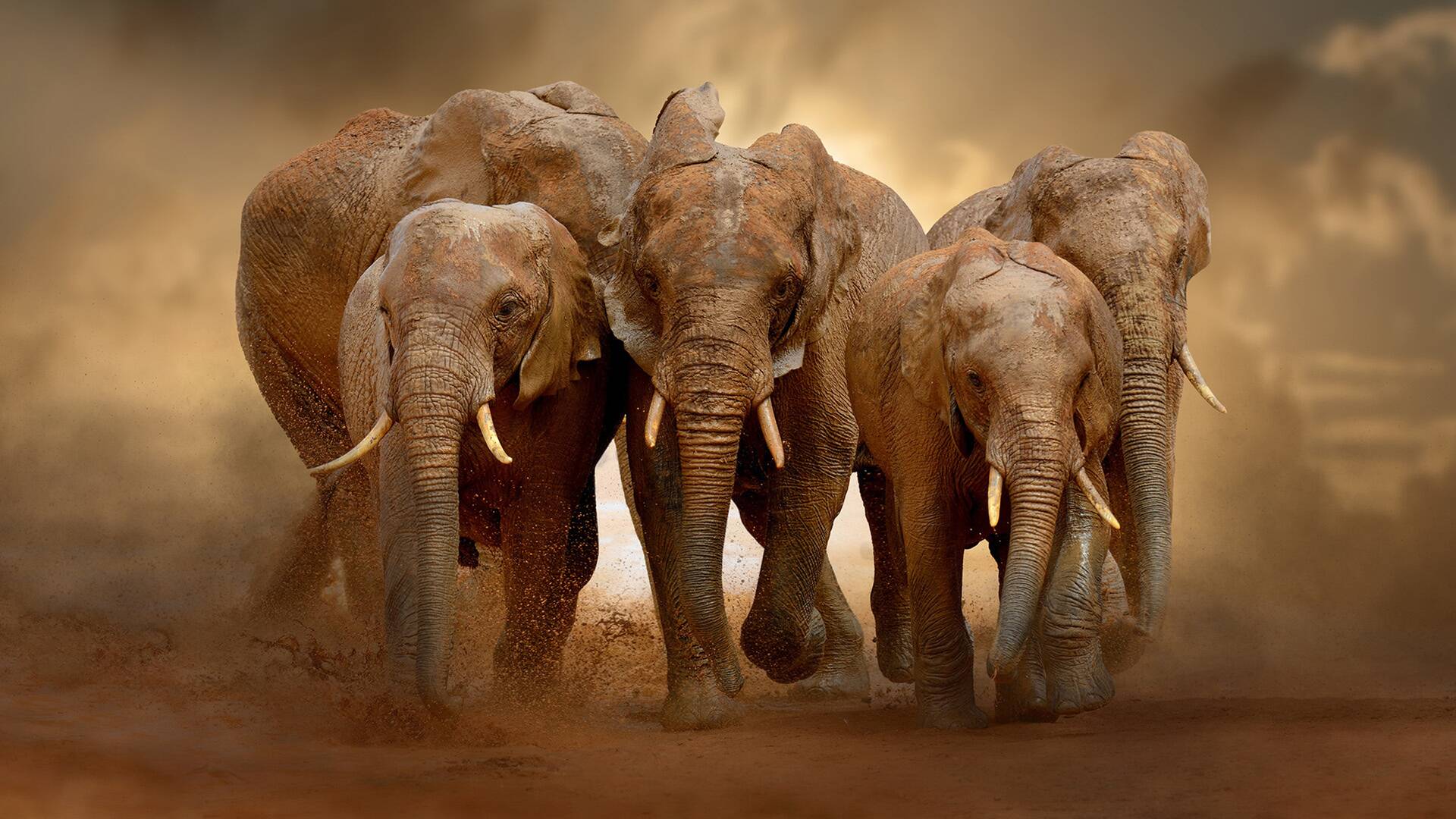 Los elefantes fantasma de Angola