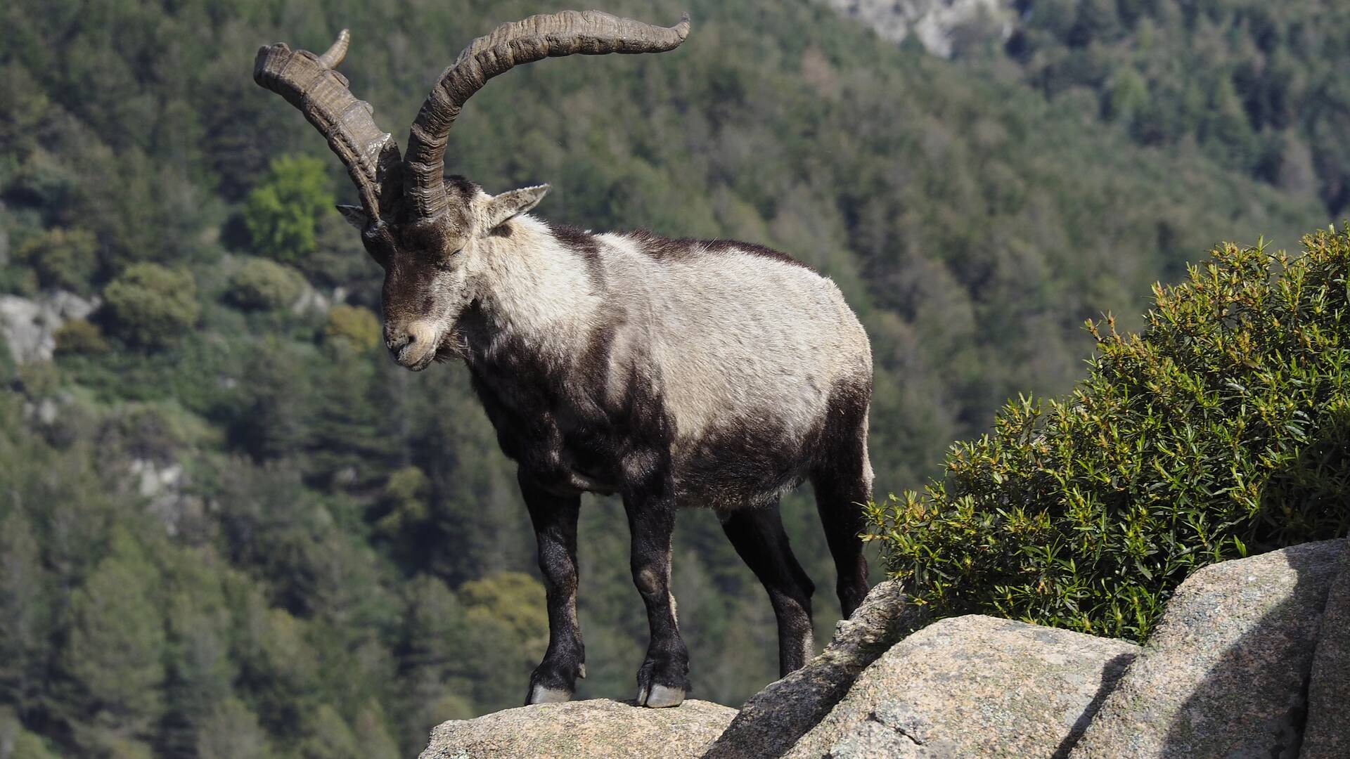 Monteses en la sierra de Madrid