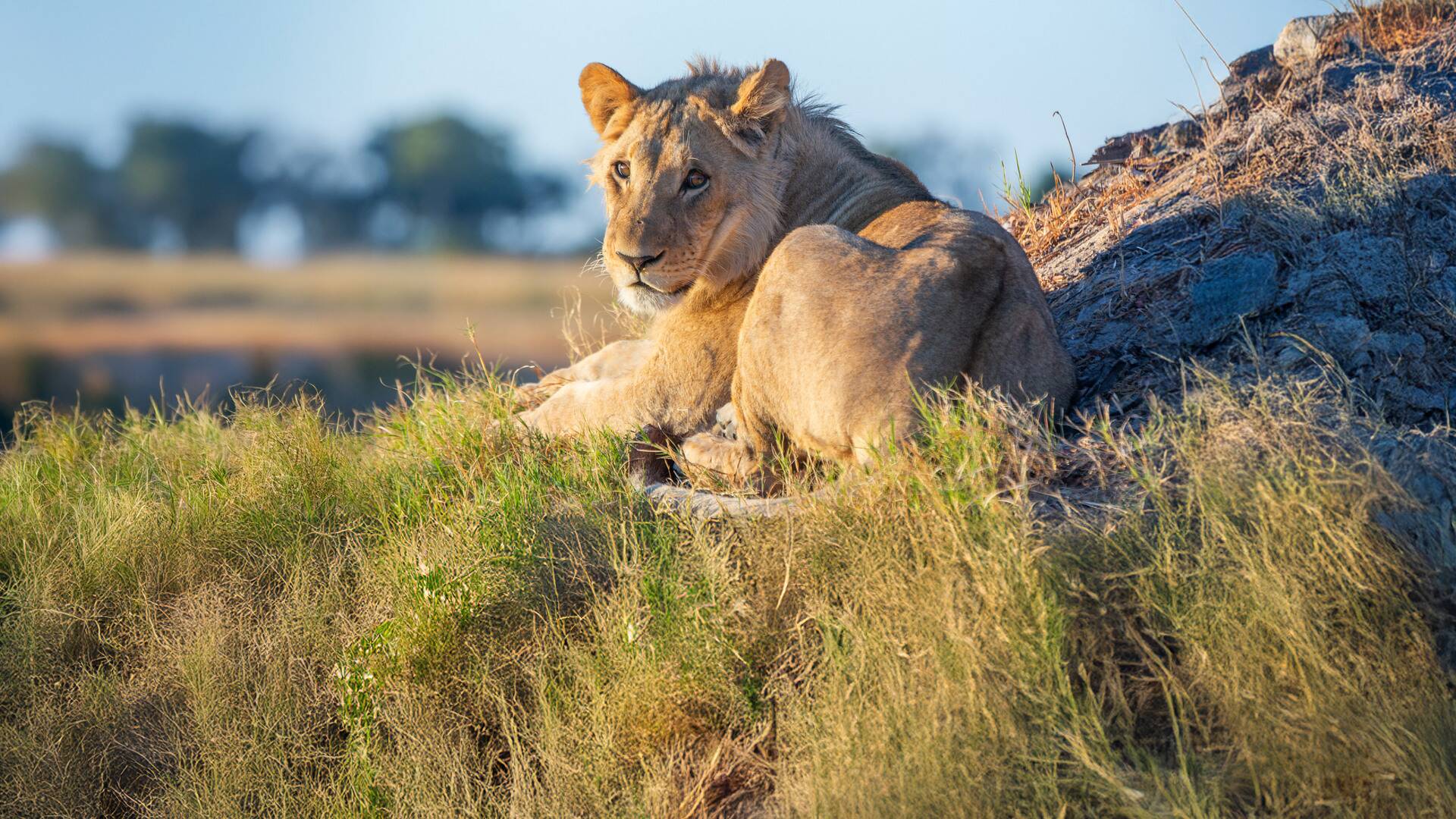 Felinos noche y día: La persecución