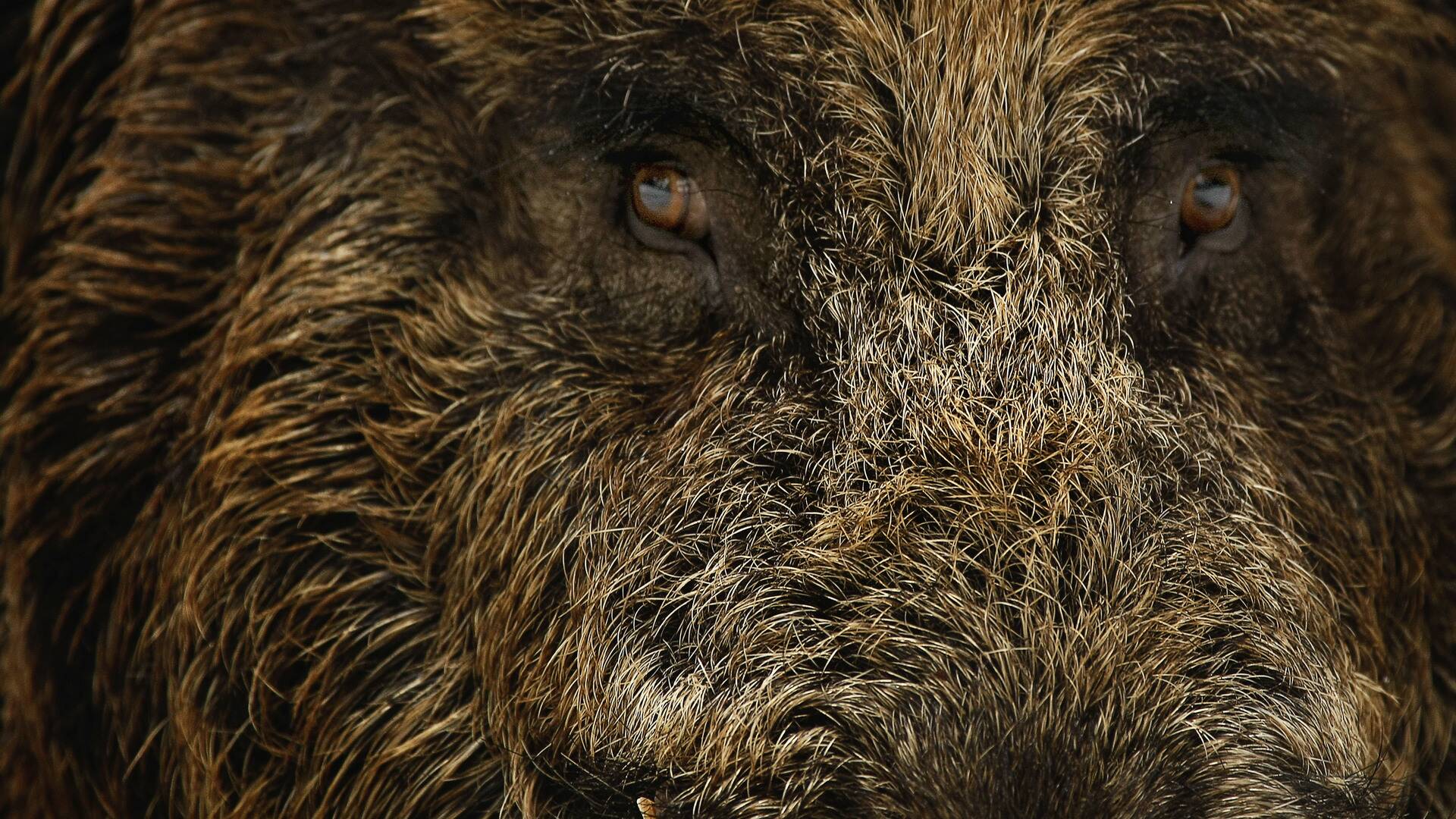 Attila, el gigante turco