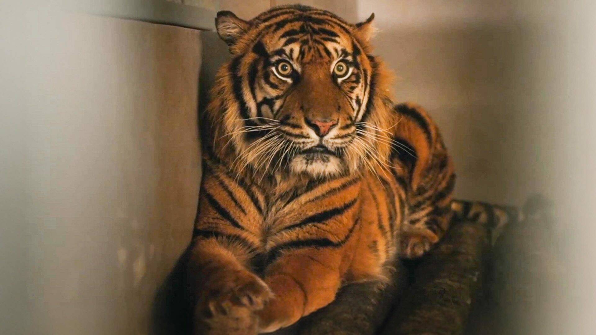 Vantara: santuario de animales