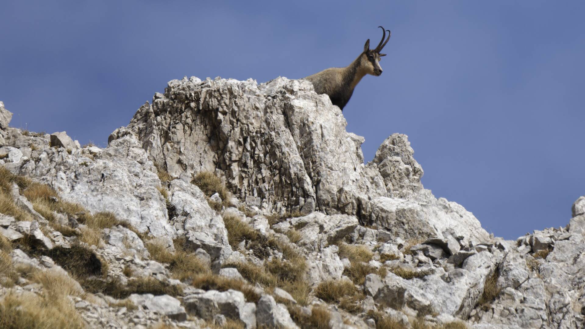Chamois alpino