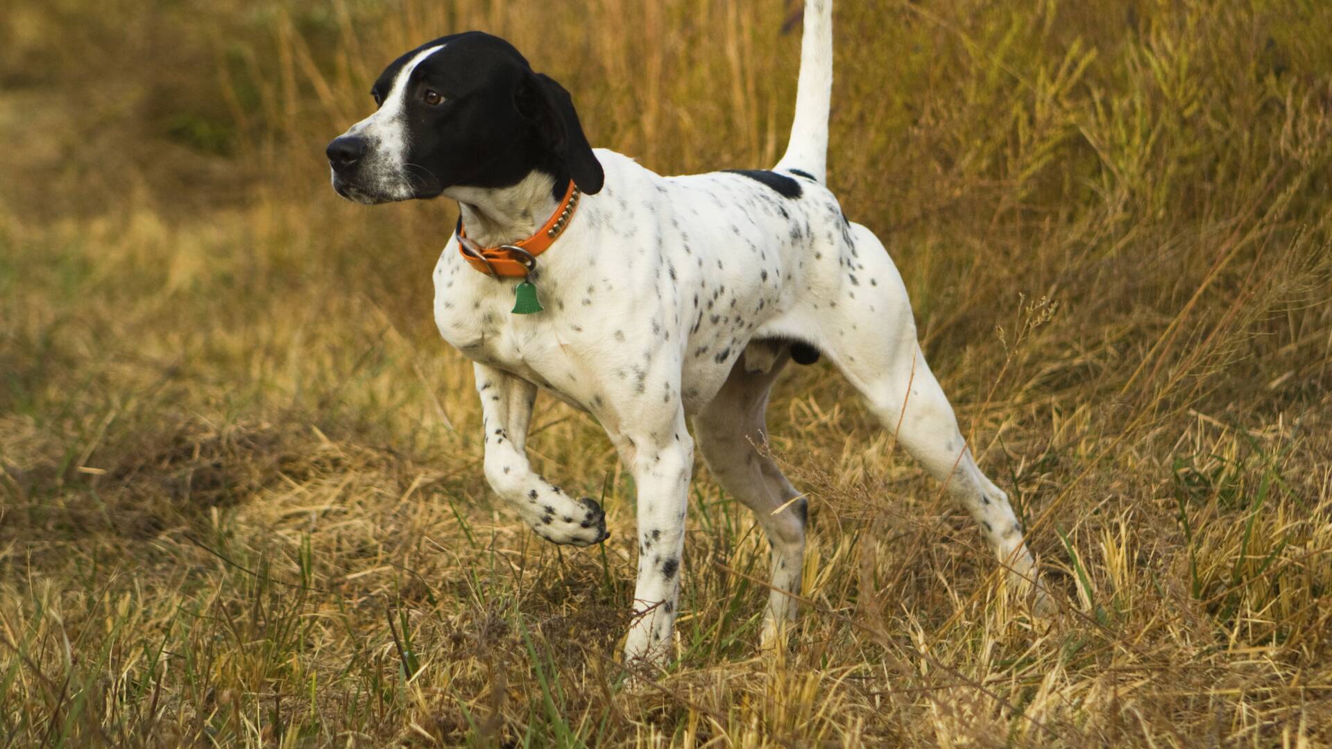 Cazando con pointer americano