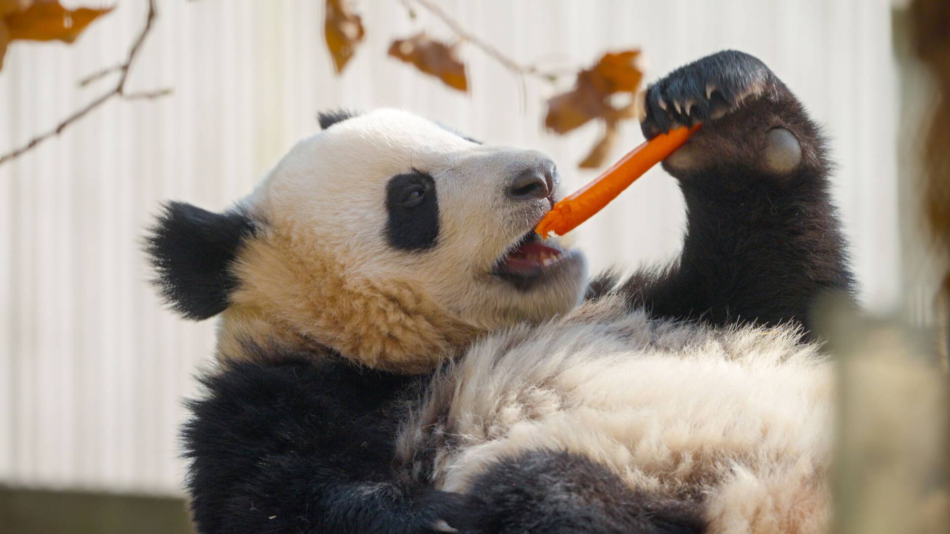 Escuela de pandas
