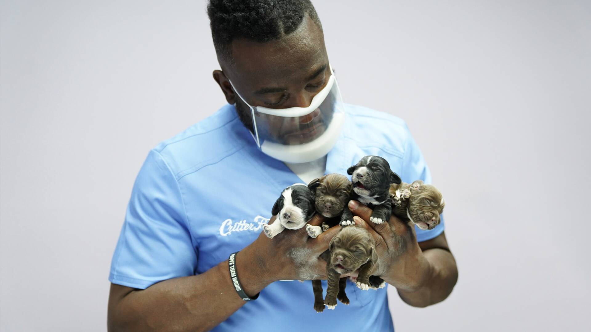 Critter fixers:...: Si el zoológico encaja