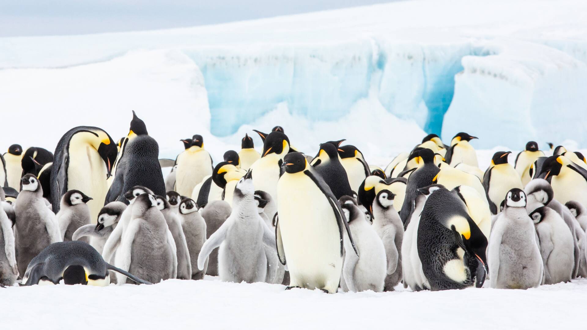 Planeta pingüino