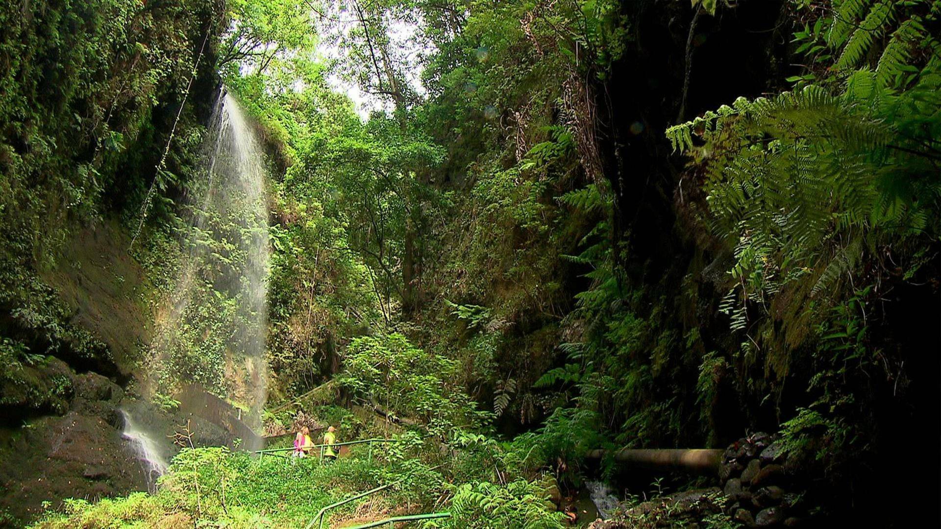 El escarabajo verde: Sombra aquí, sombra allá