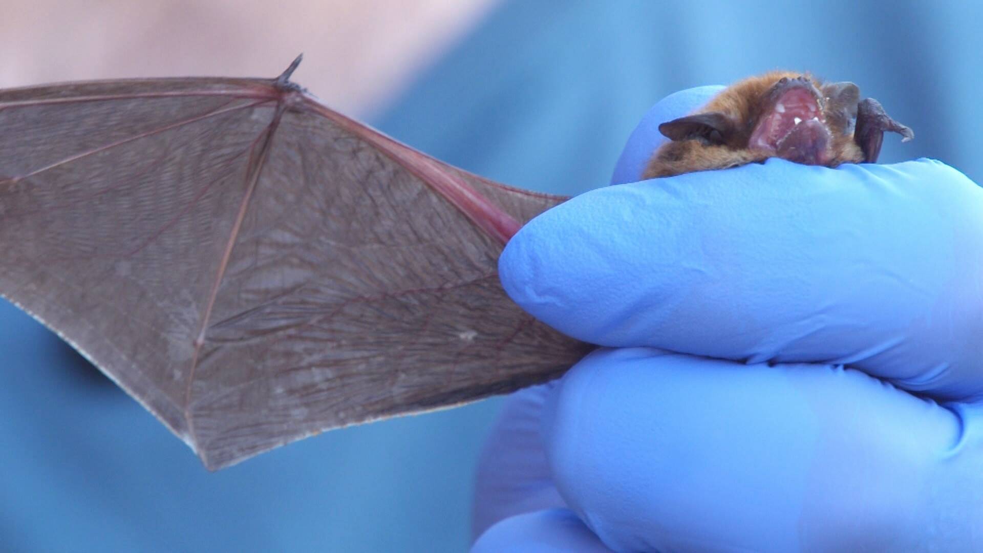 El escarabajo verde: Víctimas del ruido