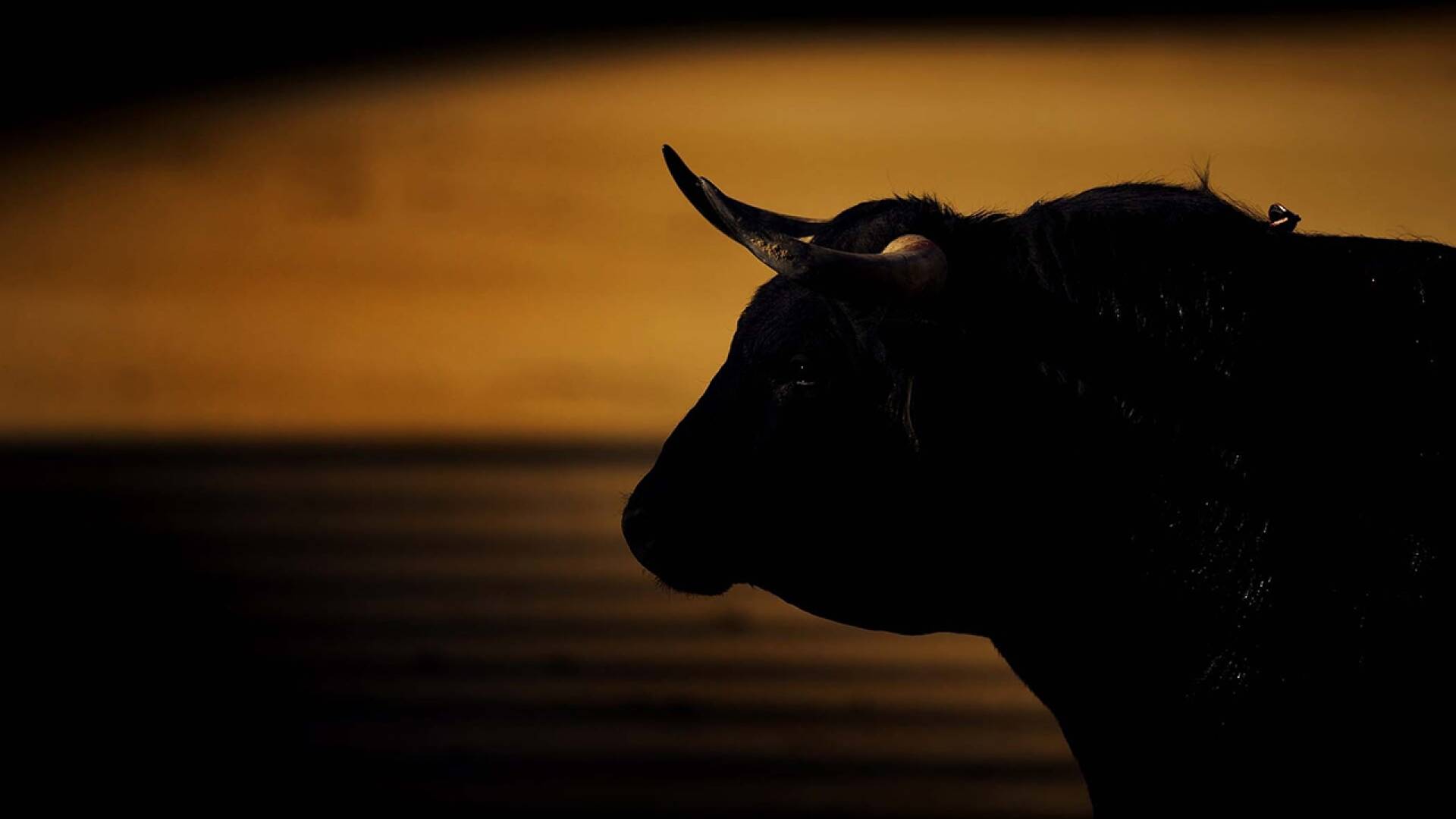 Toros Feria San Isidro