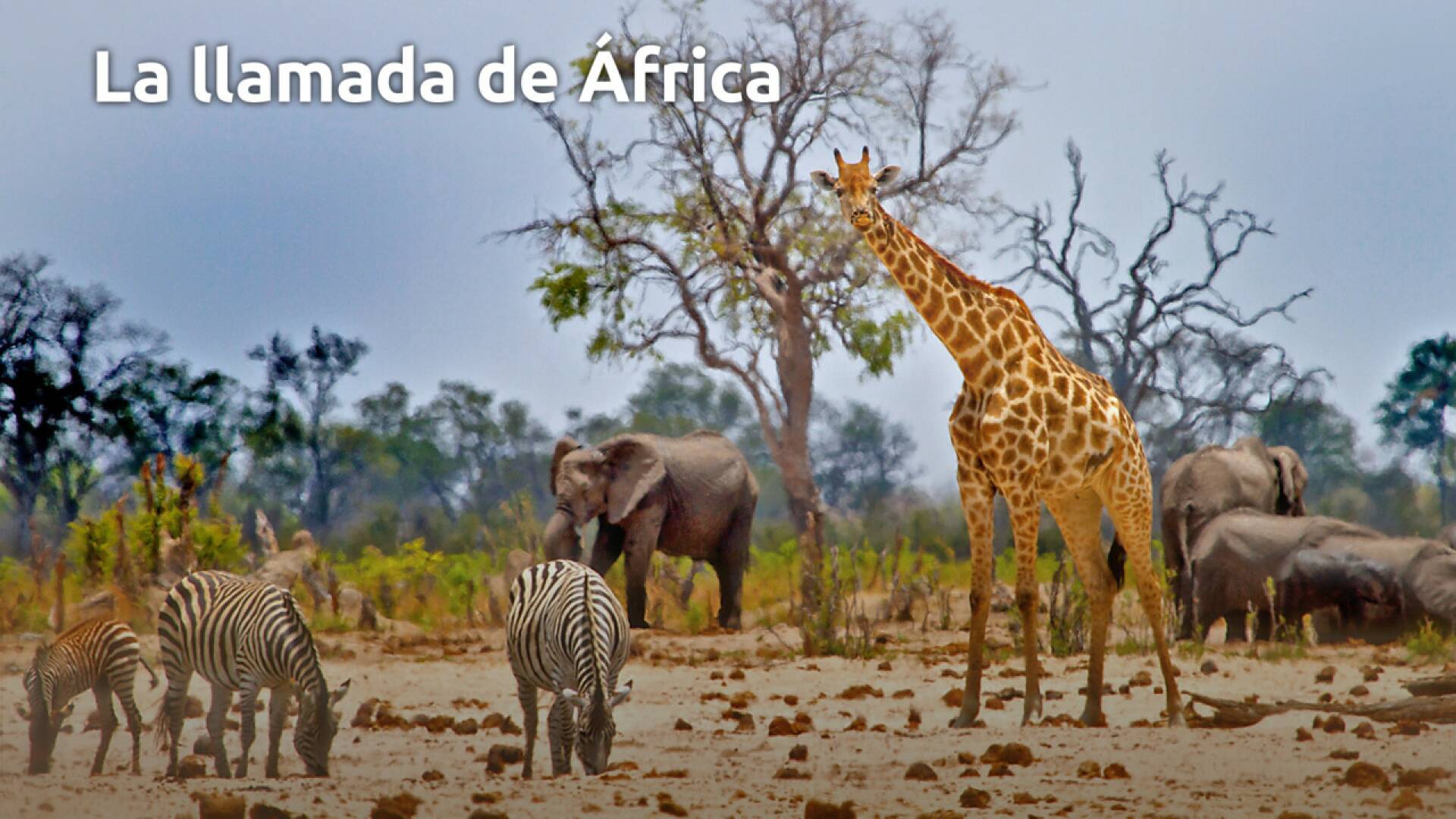 La llamada de África