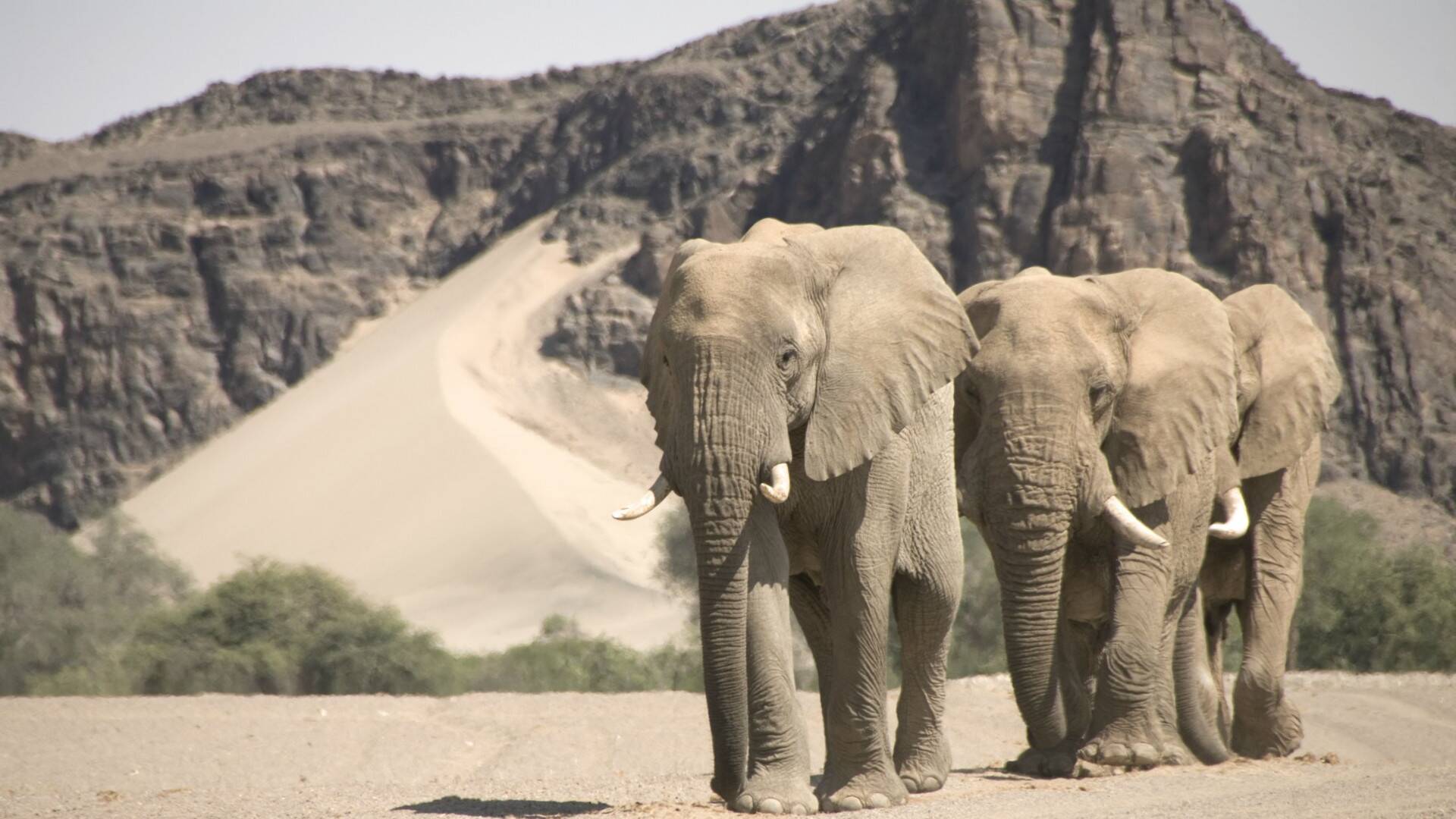 El reino del desierto de Namibia