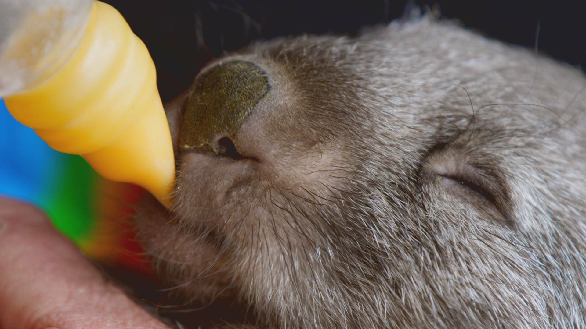Animales bebé: Mentalidad de la manada
