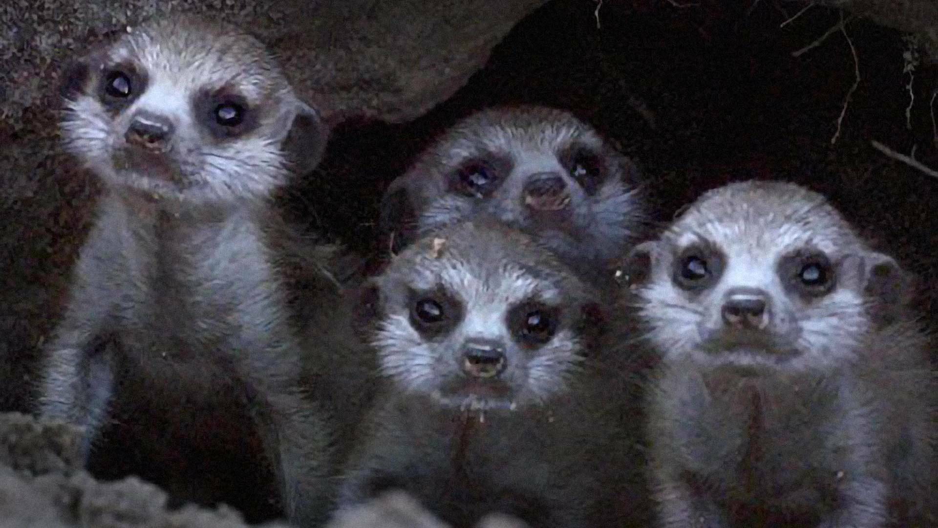 Iconos de la Vida...: Grandes felinos de África