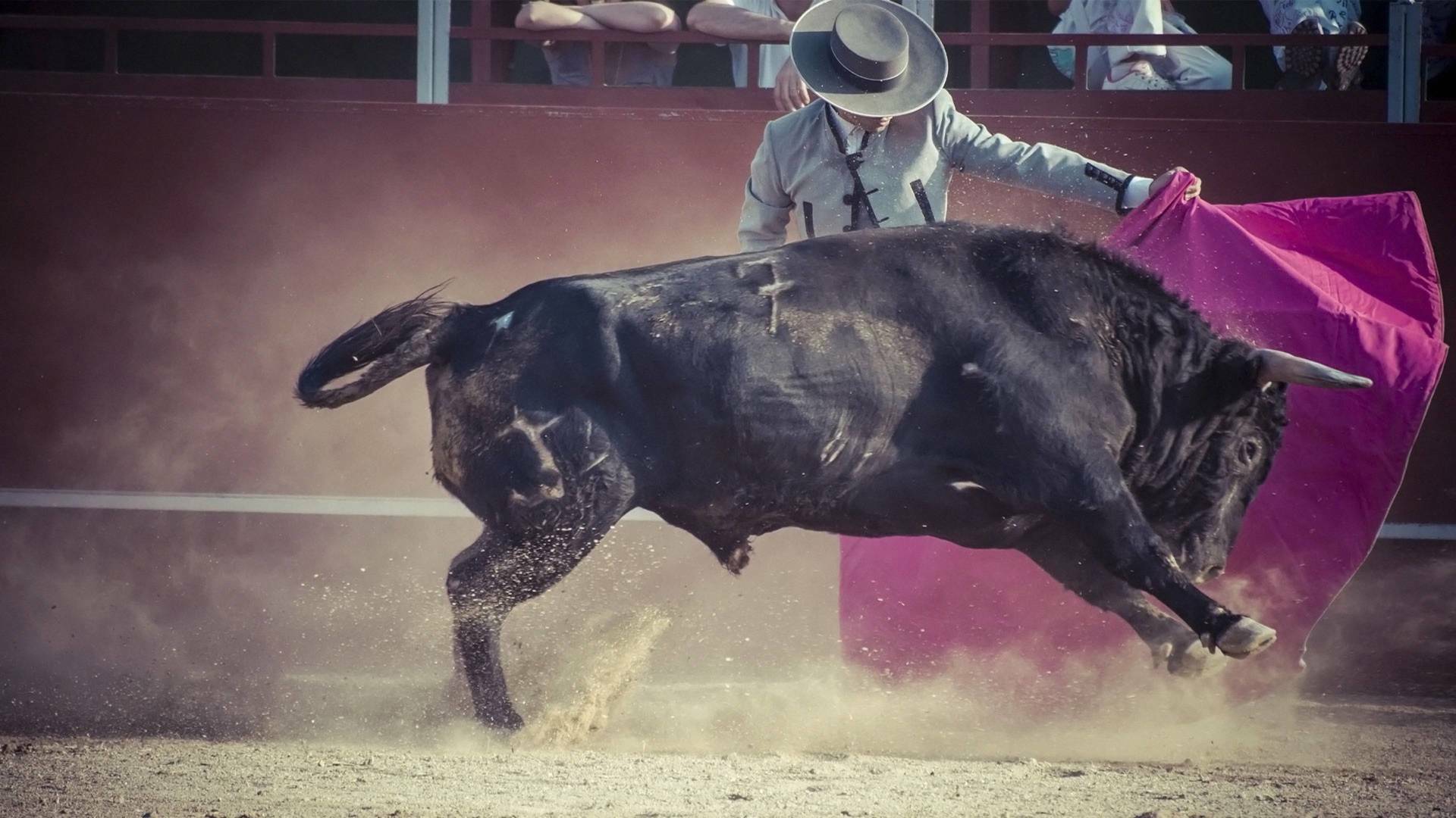 Toros