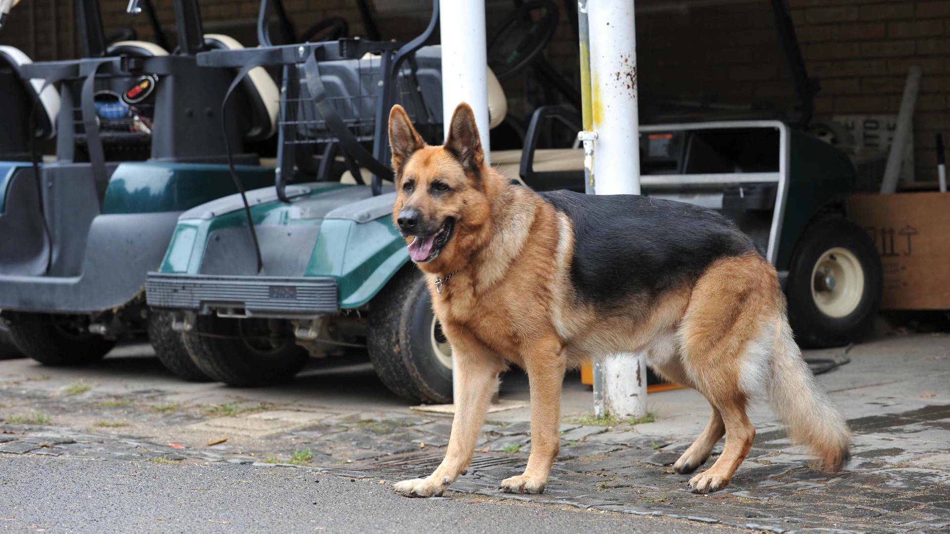 Rex, un policía diferente (T14)