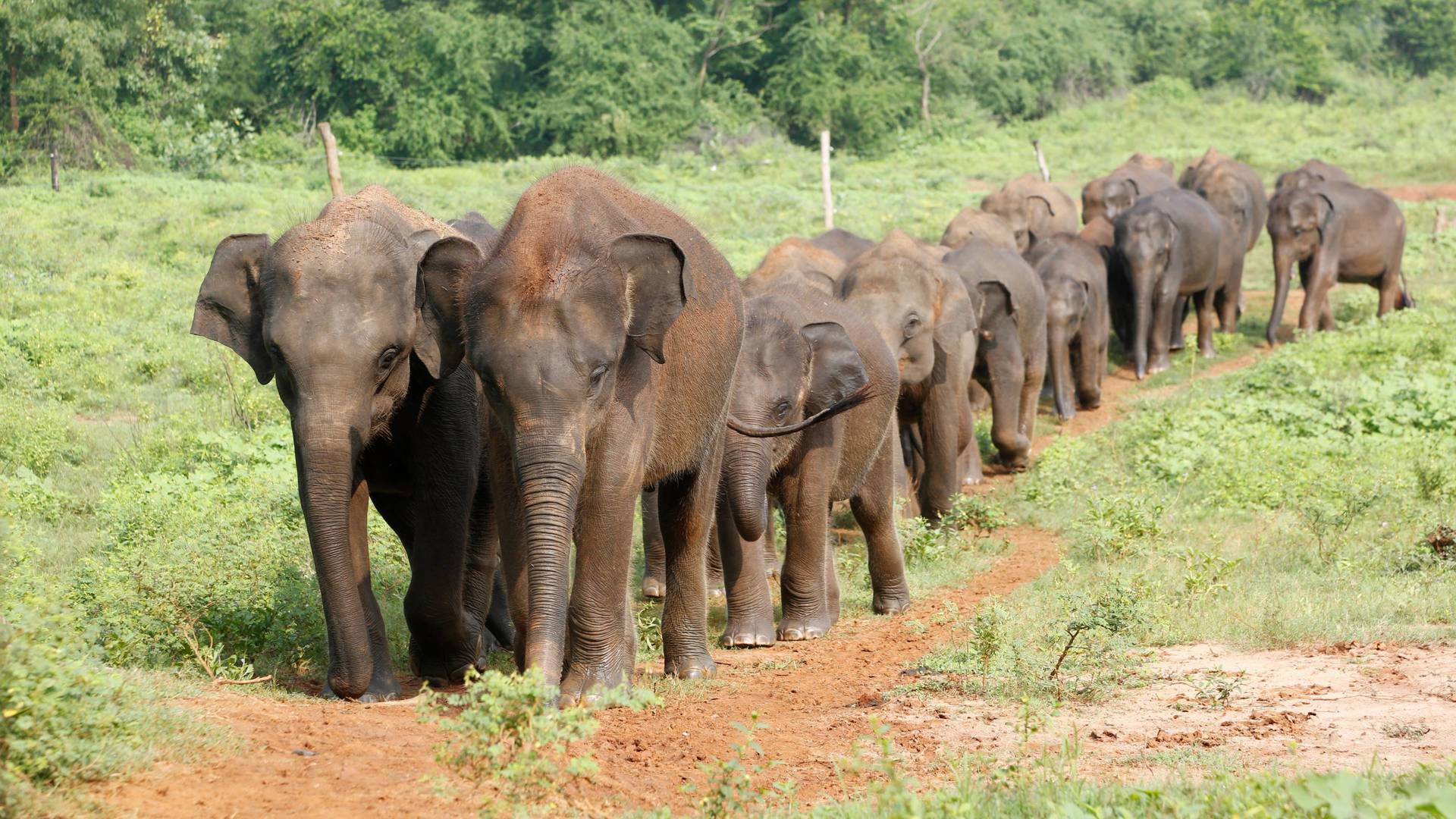 Sri Lanka, la isla de los elefantes