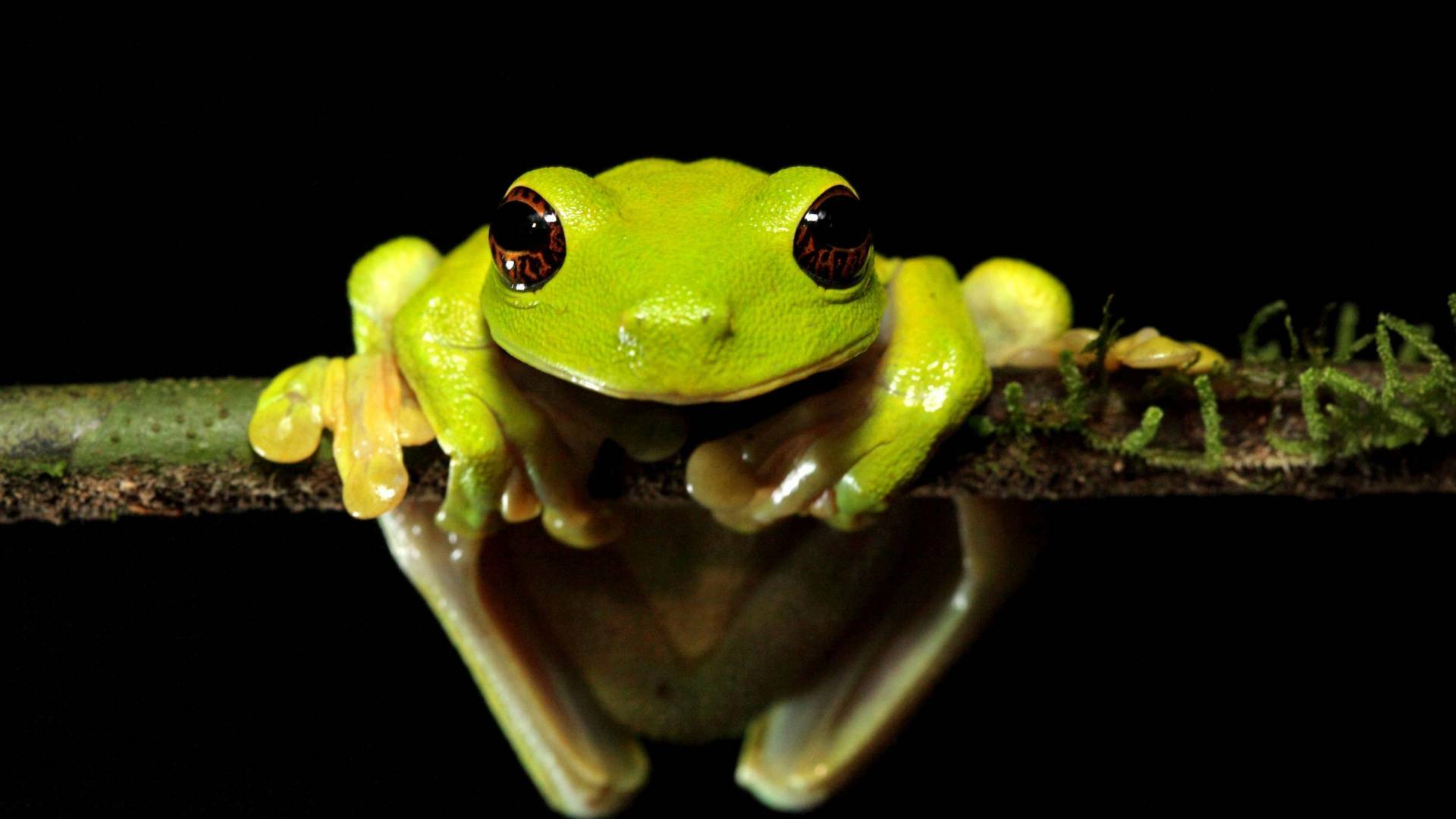 Expedición Nueva Guinea 