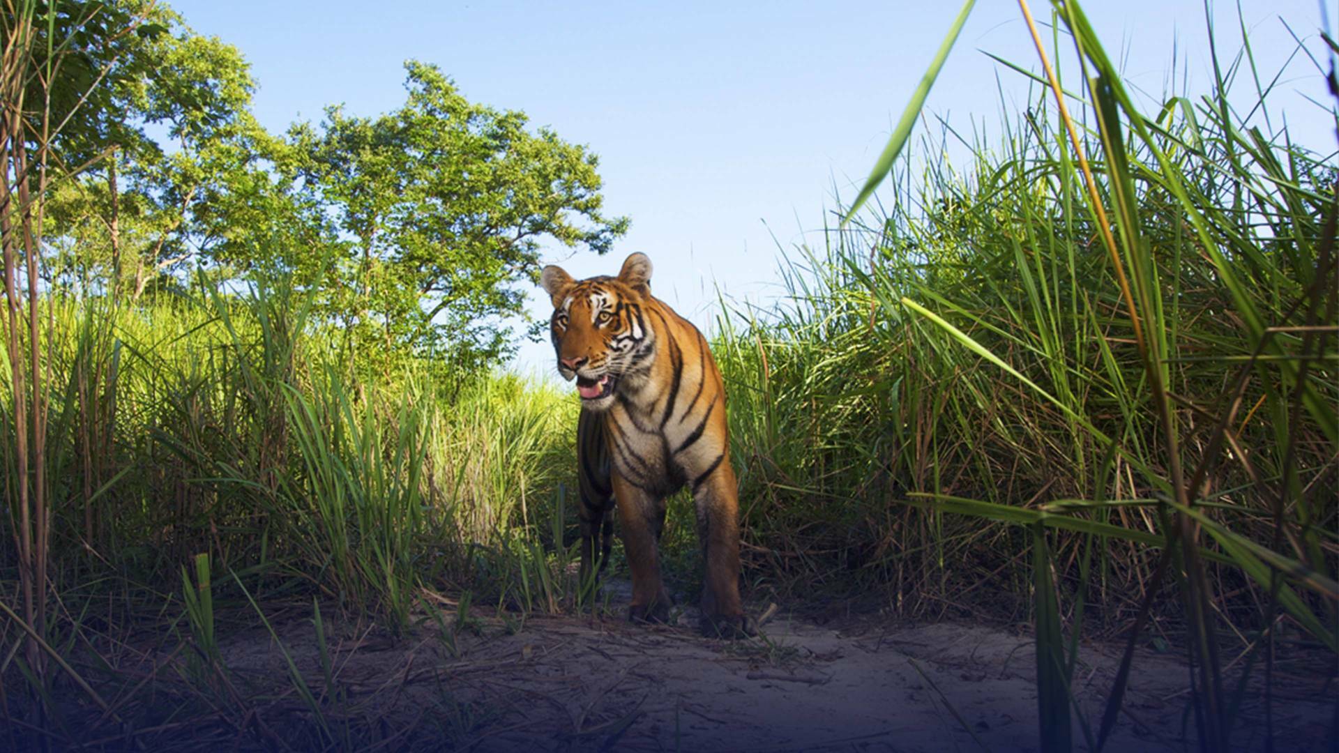 Expedición tigre (T1): Ep.3