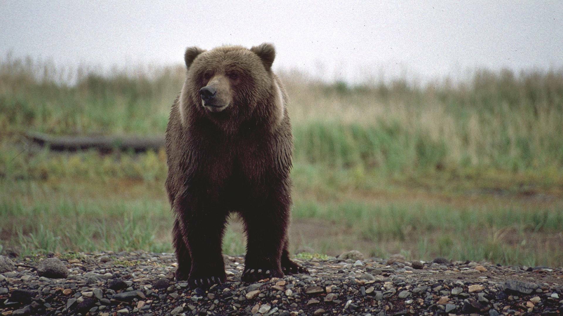 Los osos polares y los osos pardos: osos en lo más alto del planeta