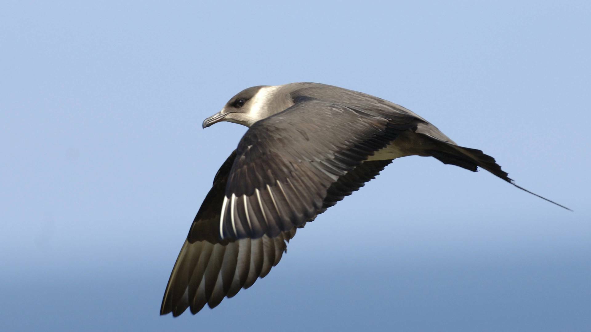 Salvar a nuestros pájaros marinos