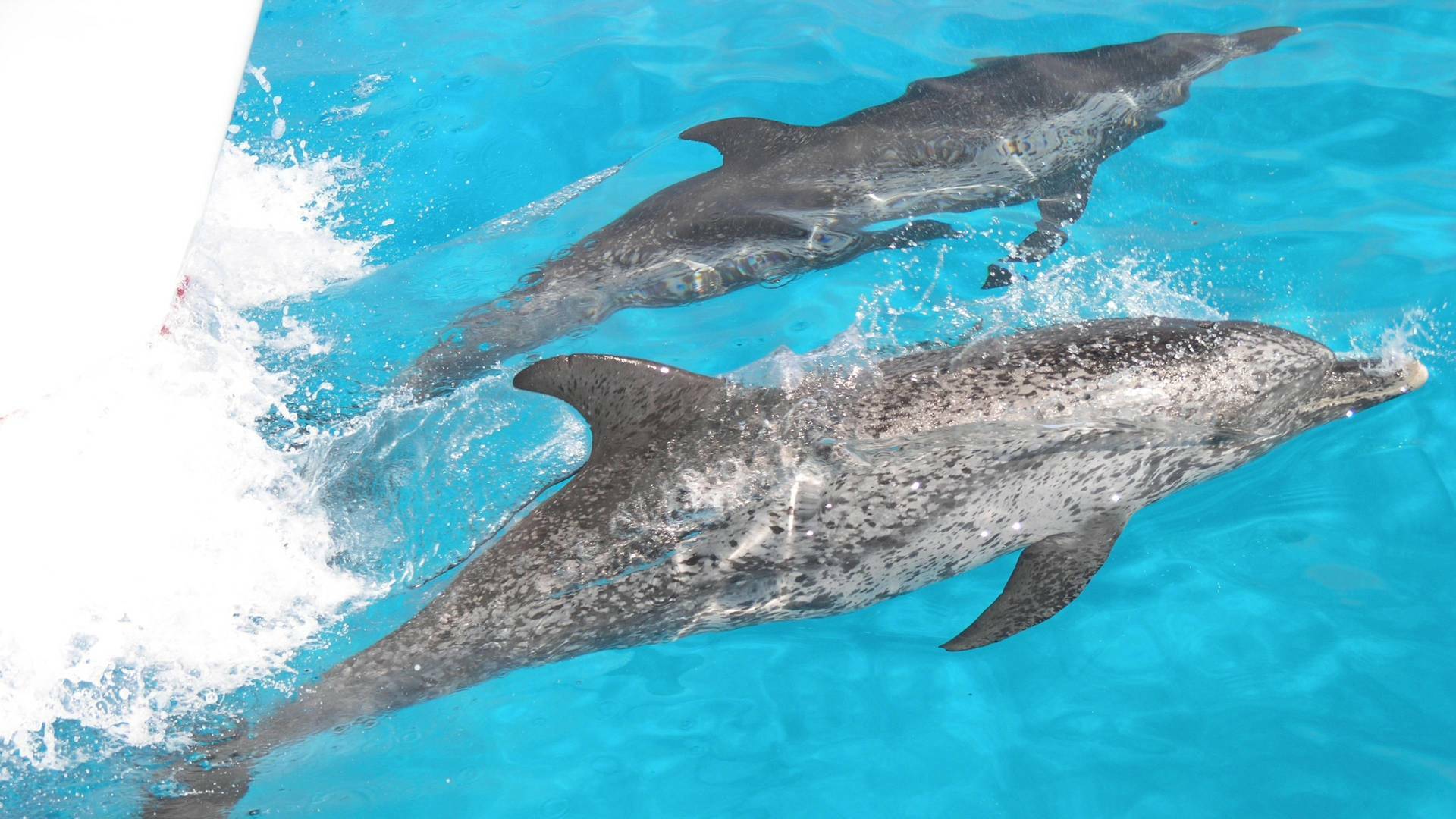 Buceando con delfines: Ep.1