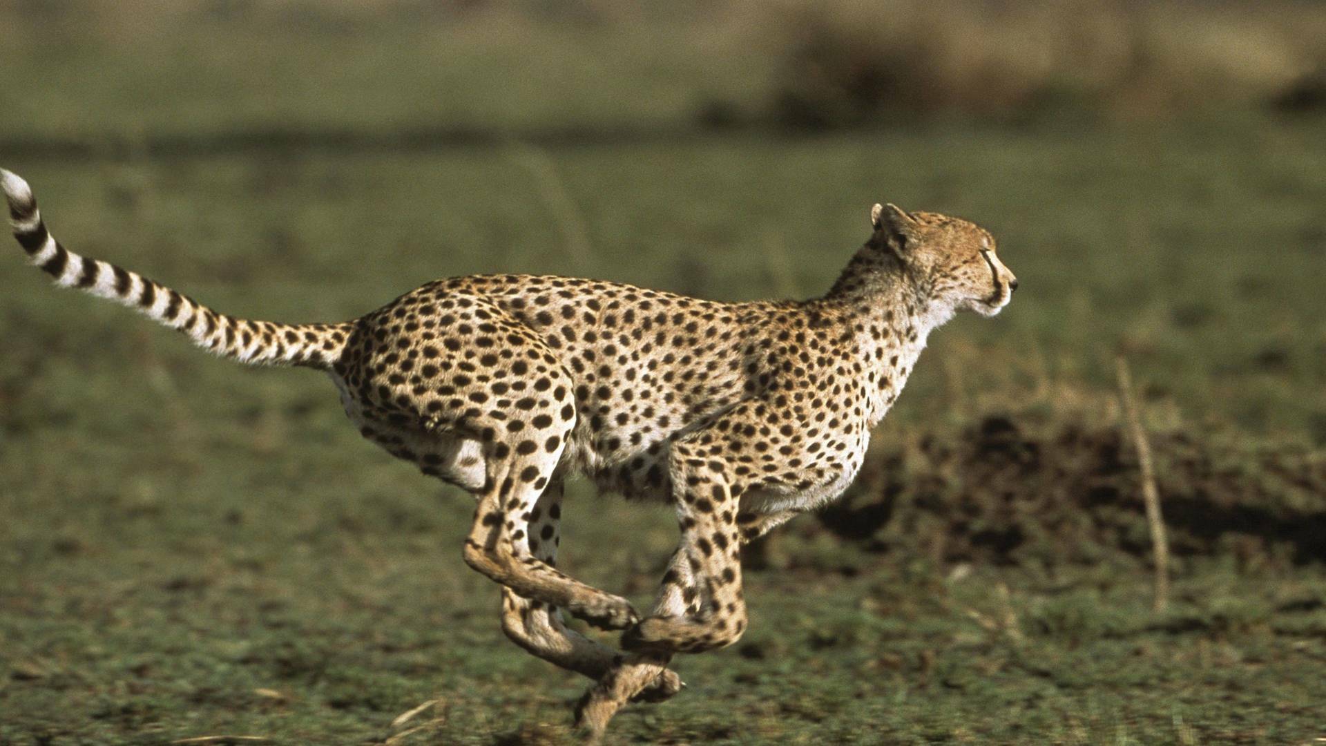 Diario de los grandes...: Cheza y Sala