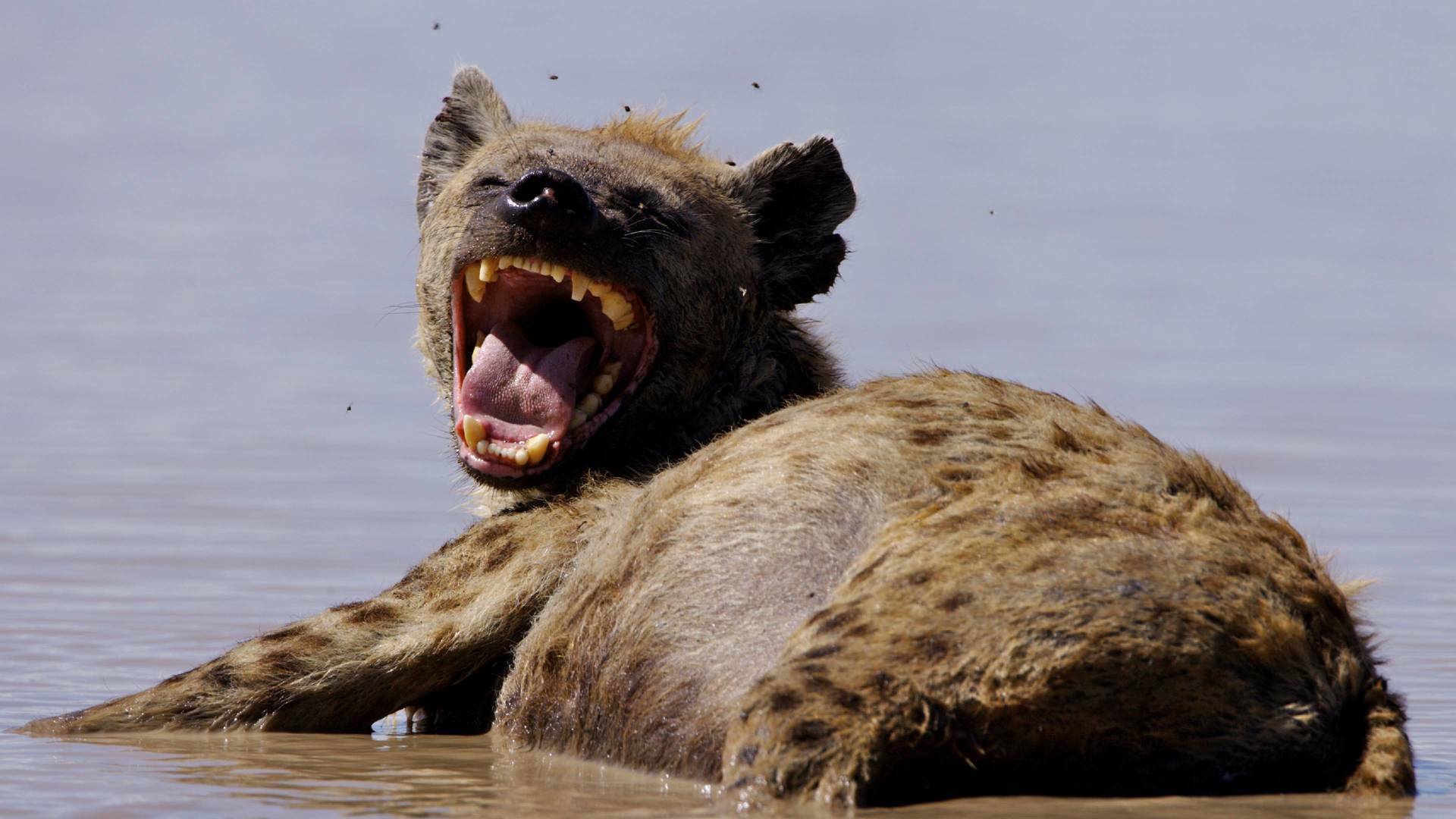 Naabi, la princesa hiena