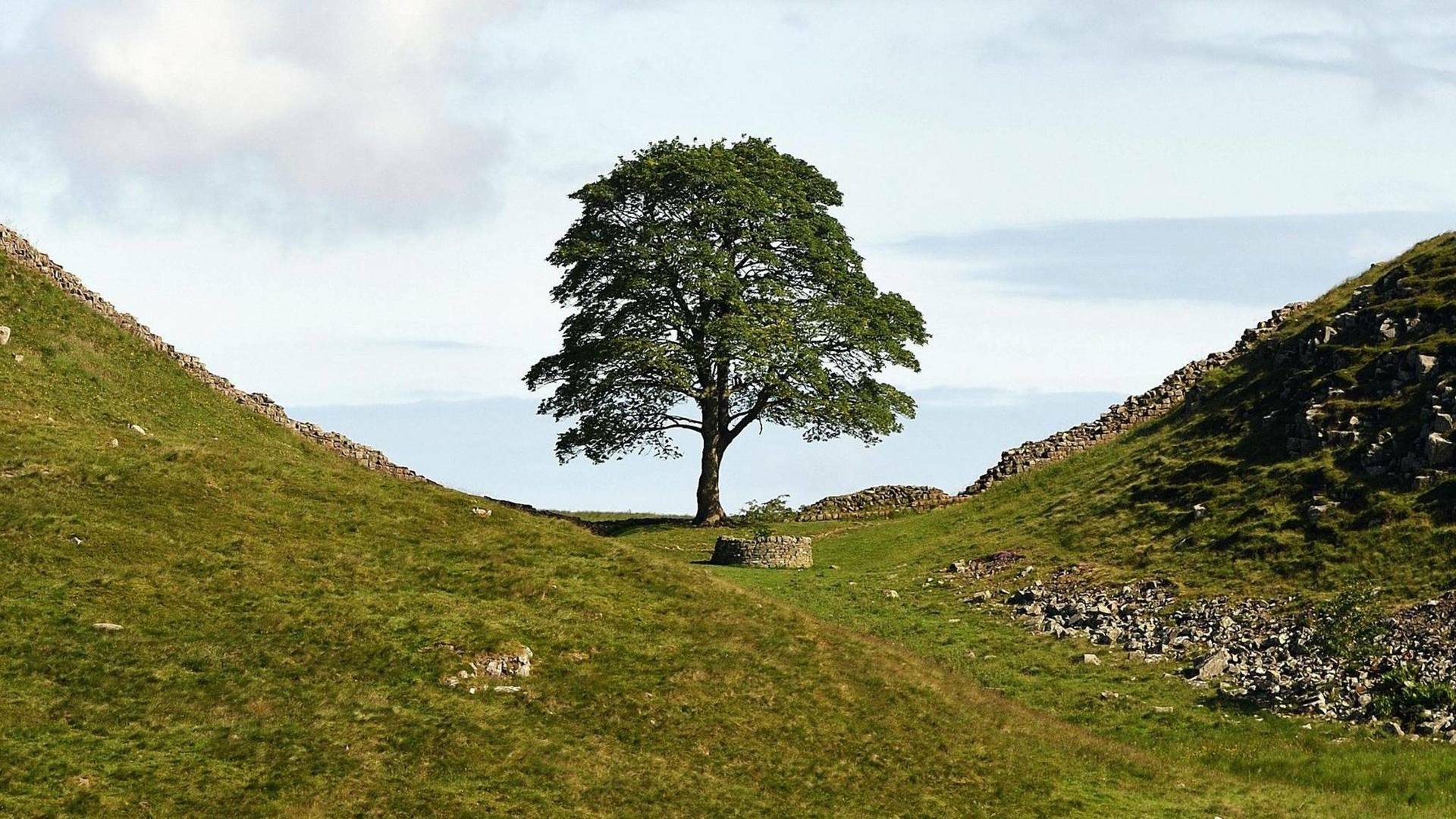 The Sycamore Gap: From Roots to Ruin